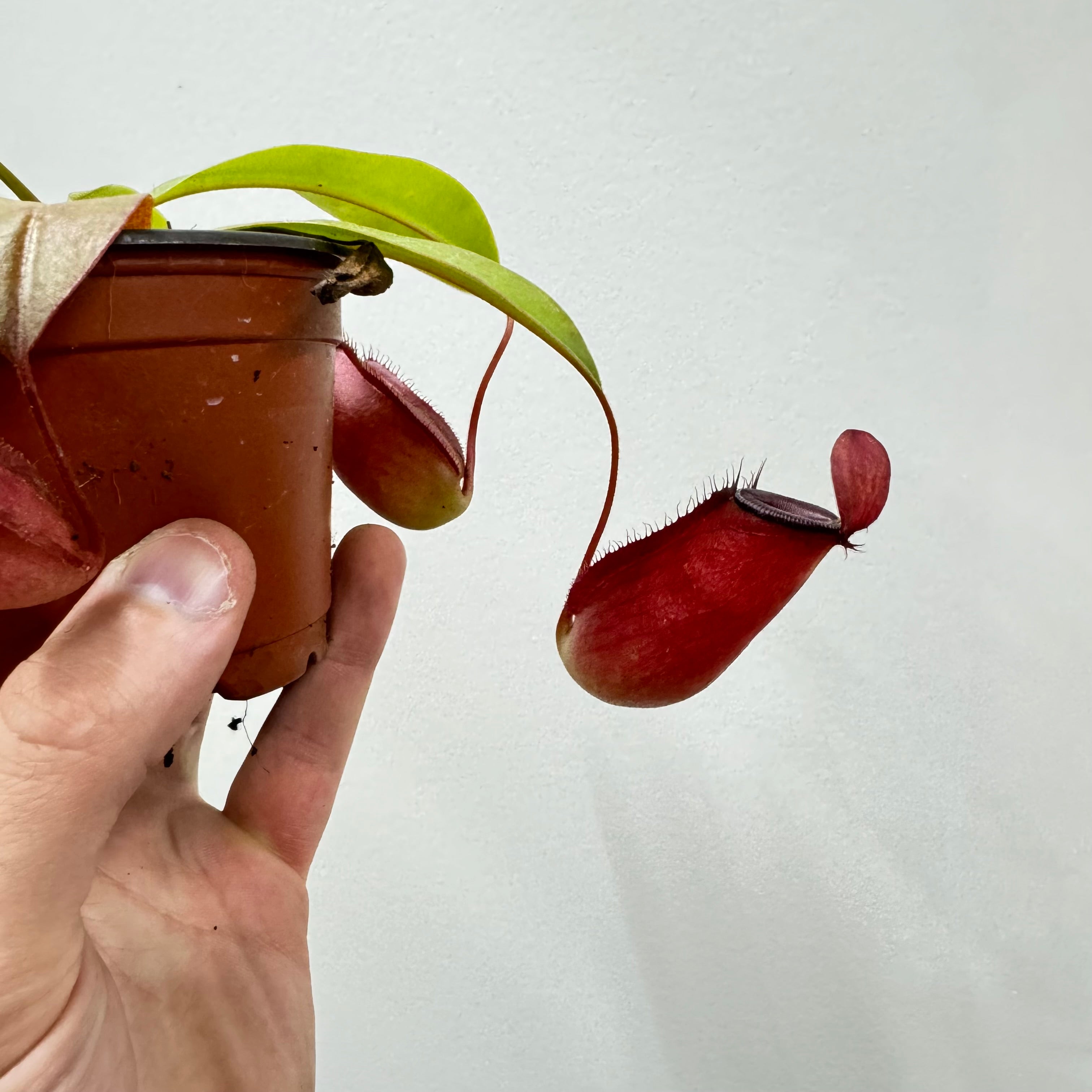 Nepenthes Bloody Mary