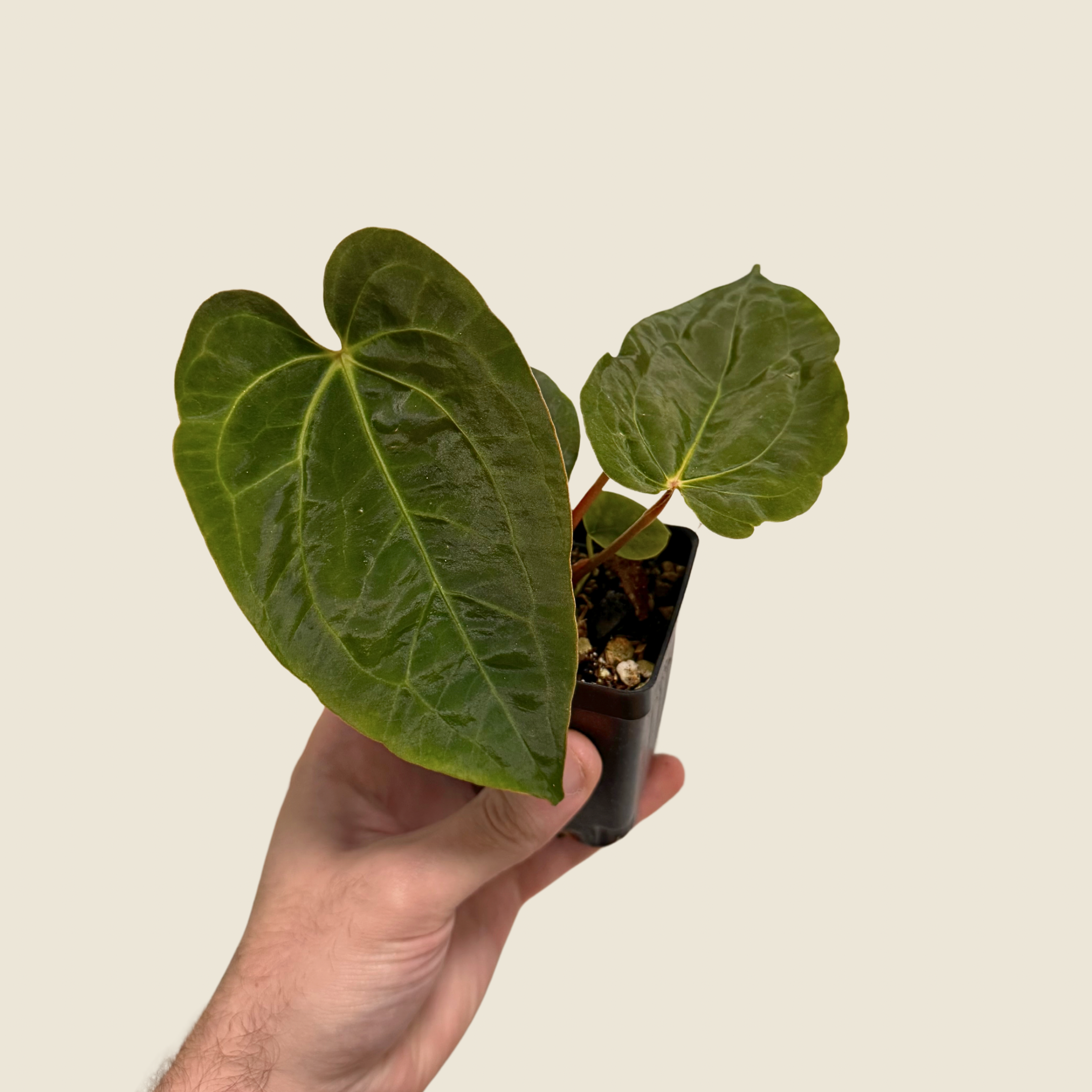 Anthurium (Papillilaminum x Magnificum) x Papillilaminum FSRL