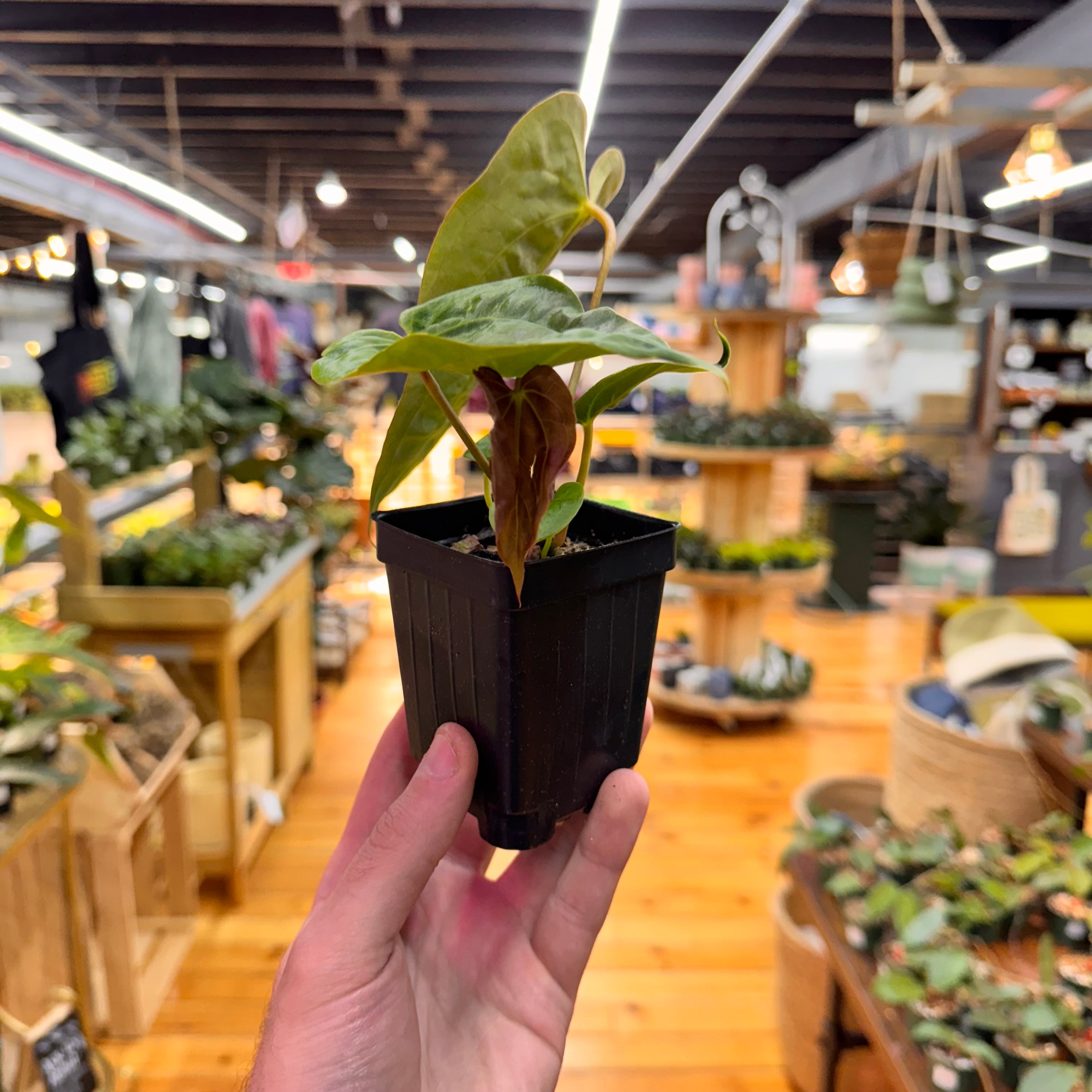 Anthurium (Papillilaminum x Magnificum) x Papillilaminum FSRL