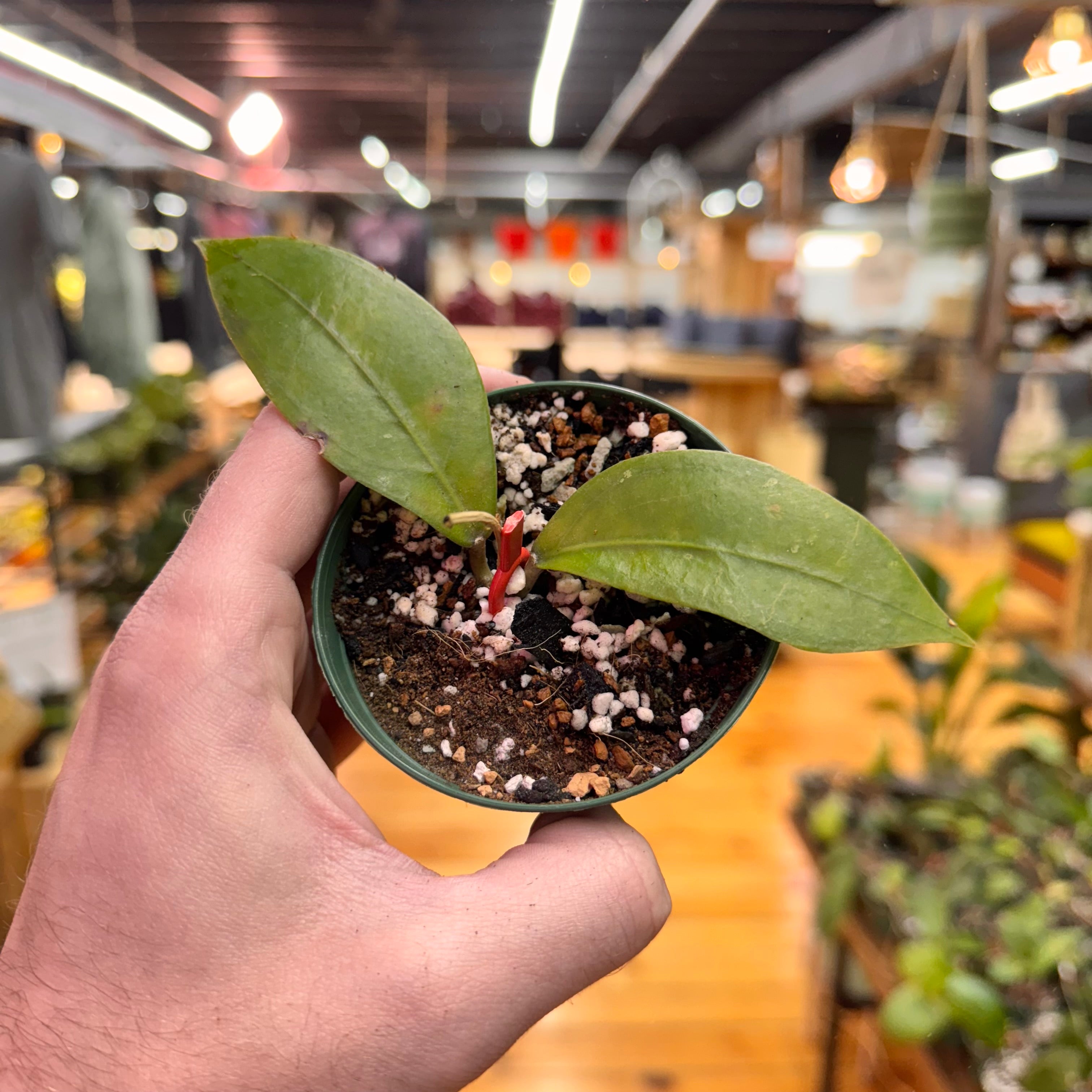 Hoya sp. Aceh Gomas