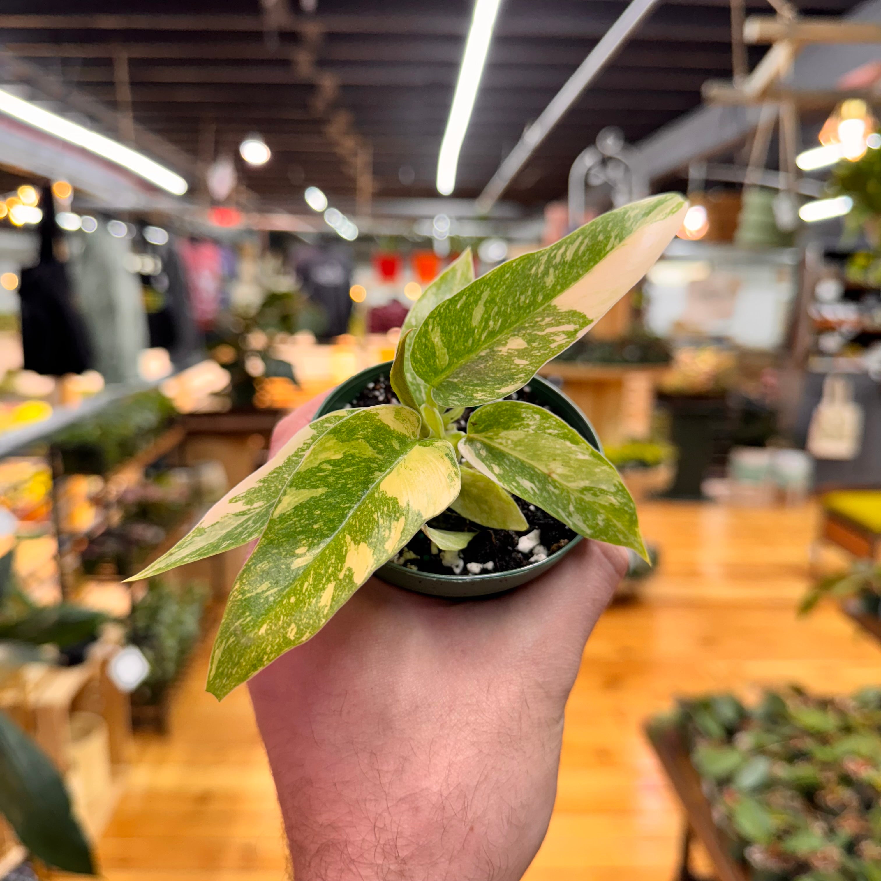 Philodendron Ring of Fire
