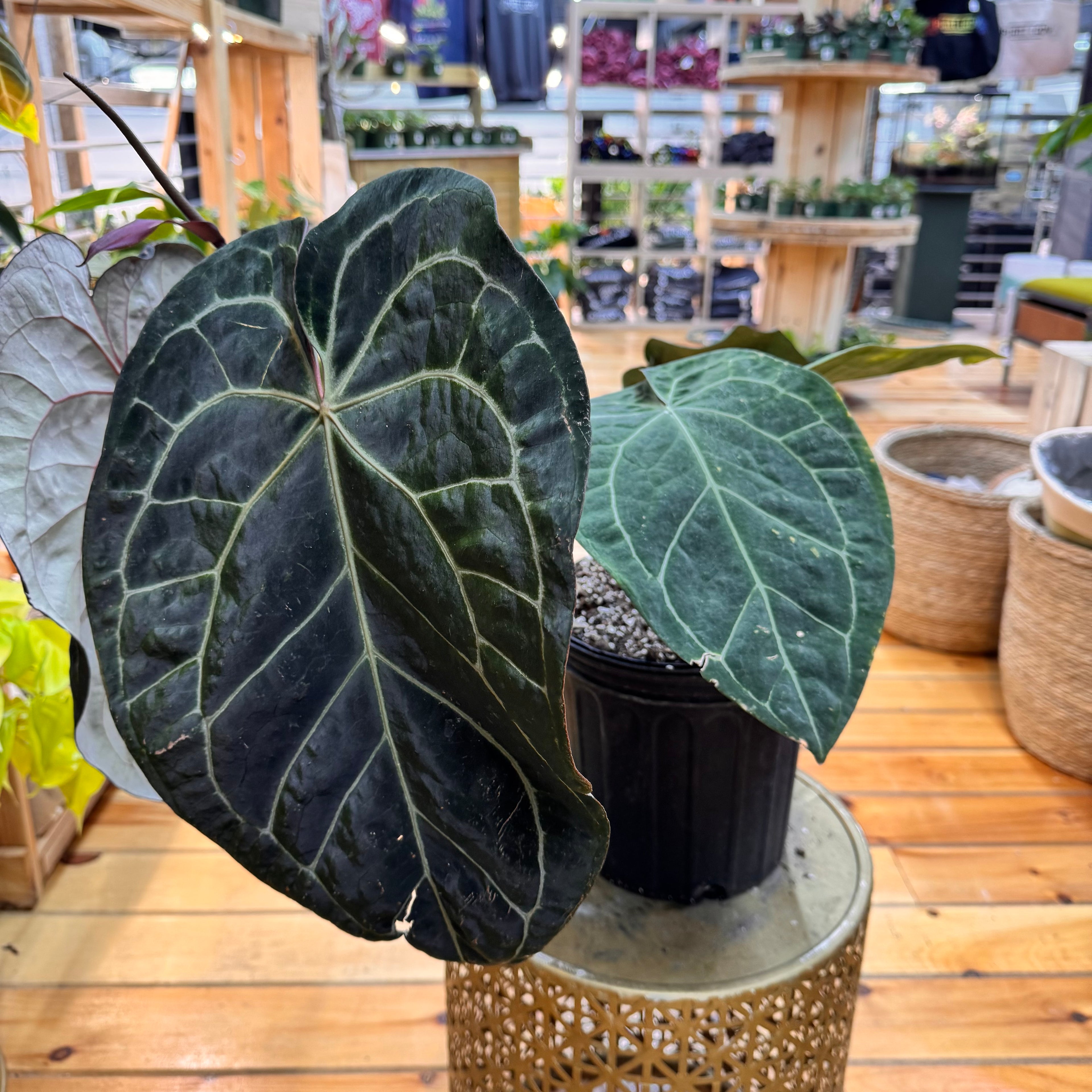 Anthurium Crystallinum Red