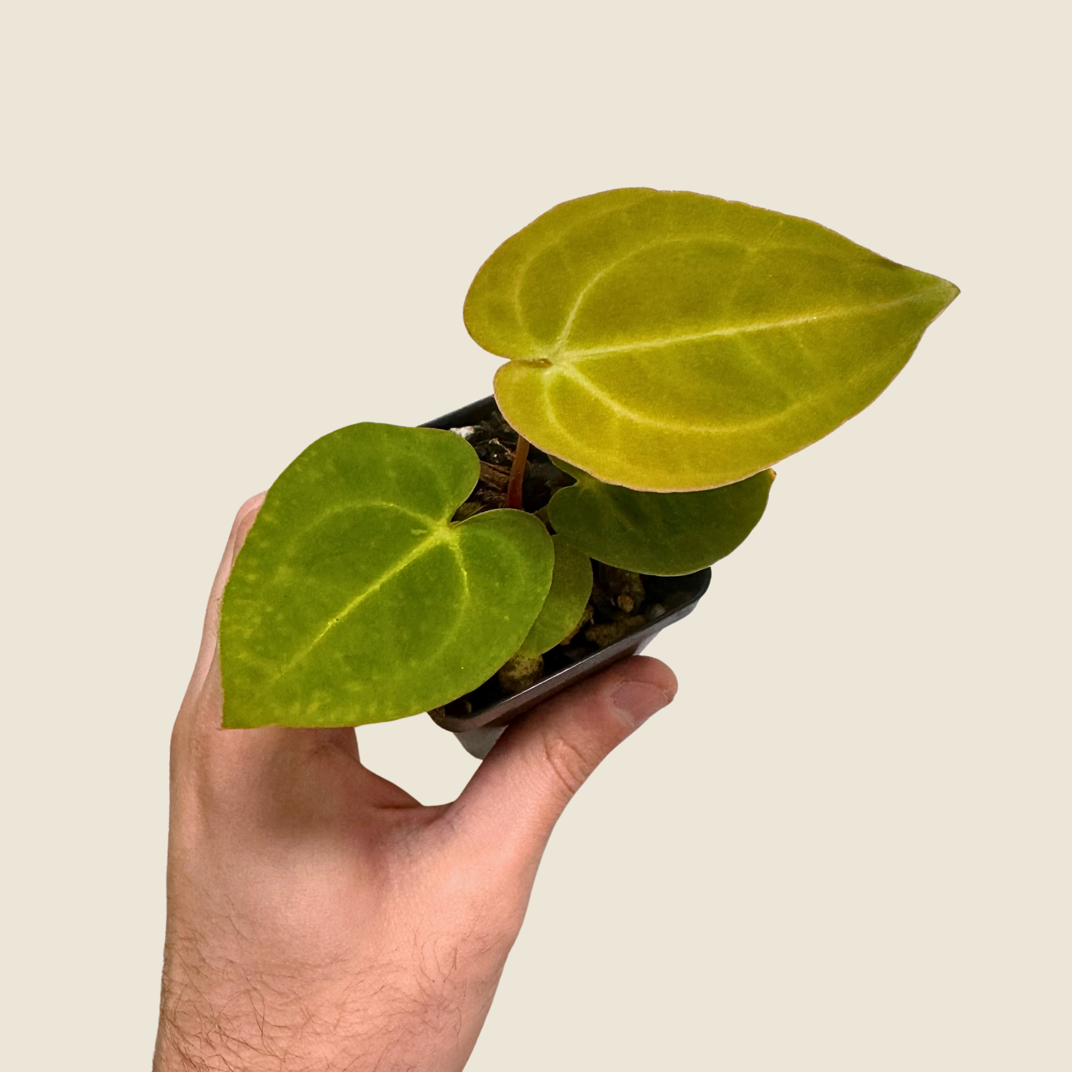 Anthurium (Tim A. Longleaf x Dorayaki) x (Tezula AoS DF x Papi RA