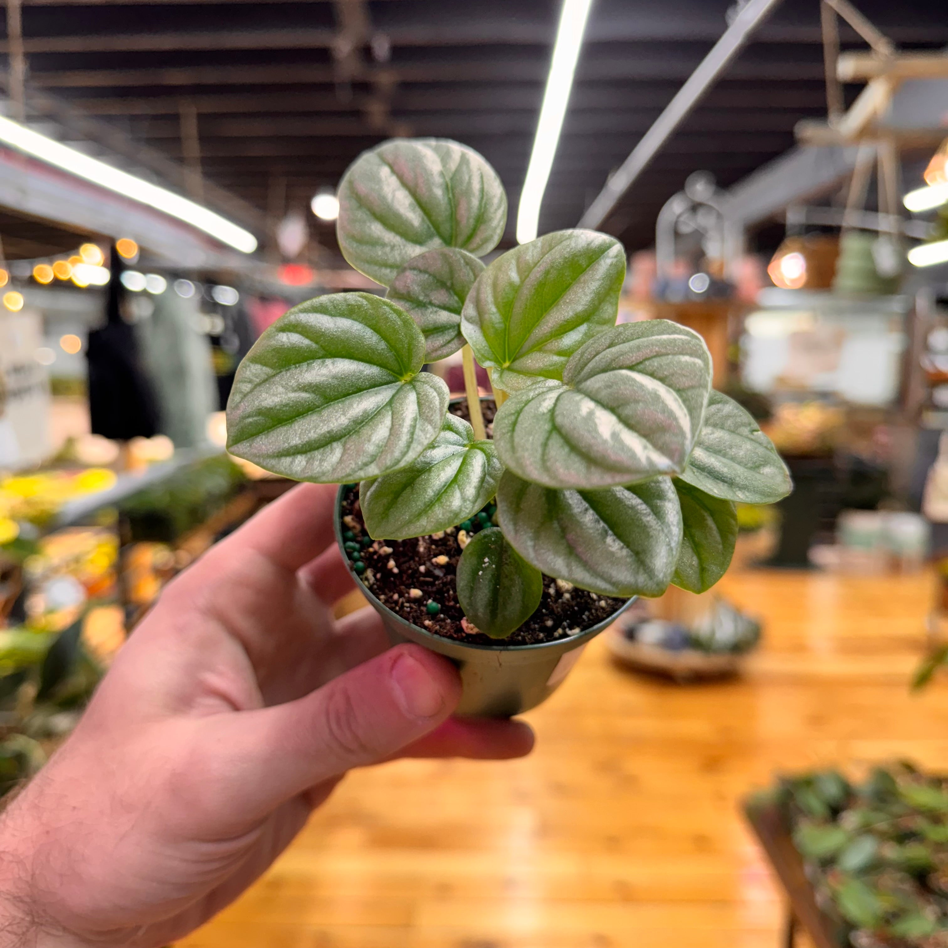 Peperomia Frost