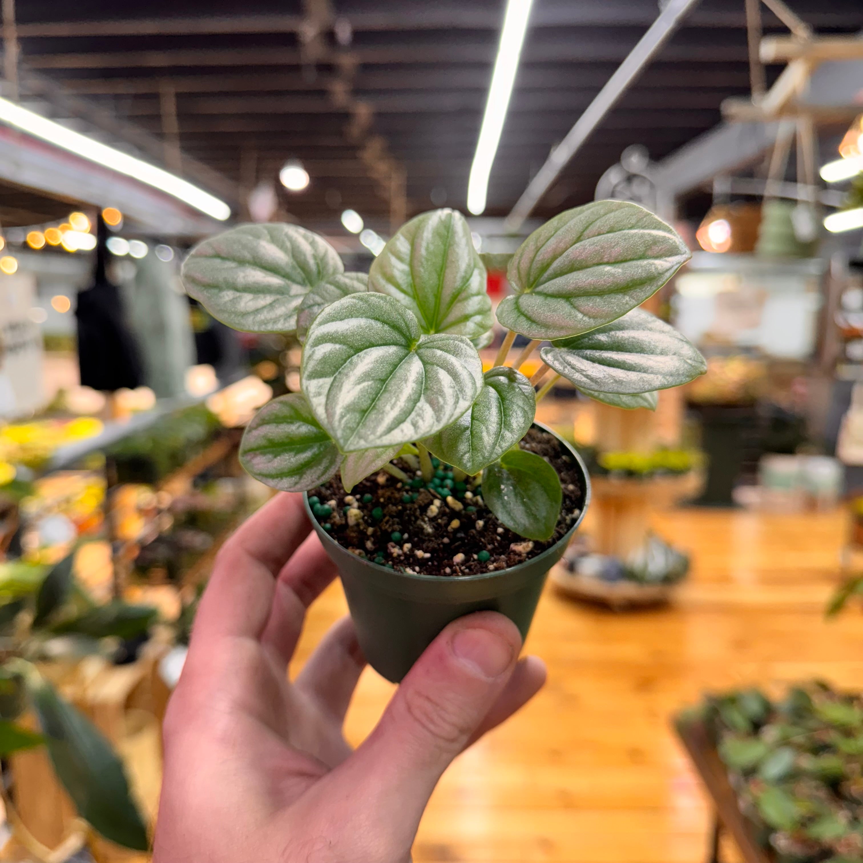 Peperomia Frost