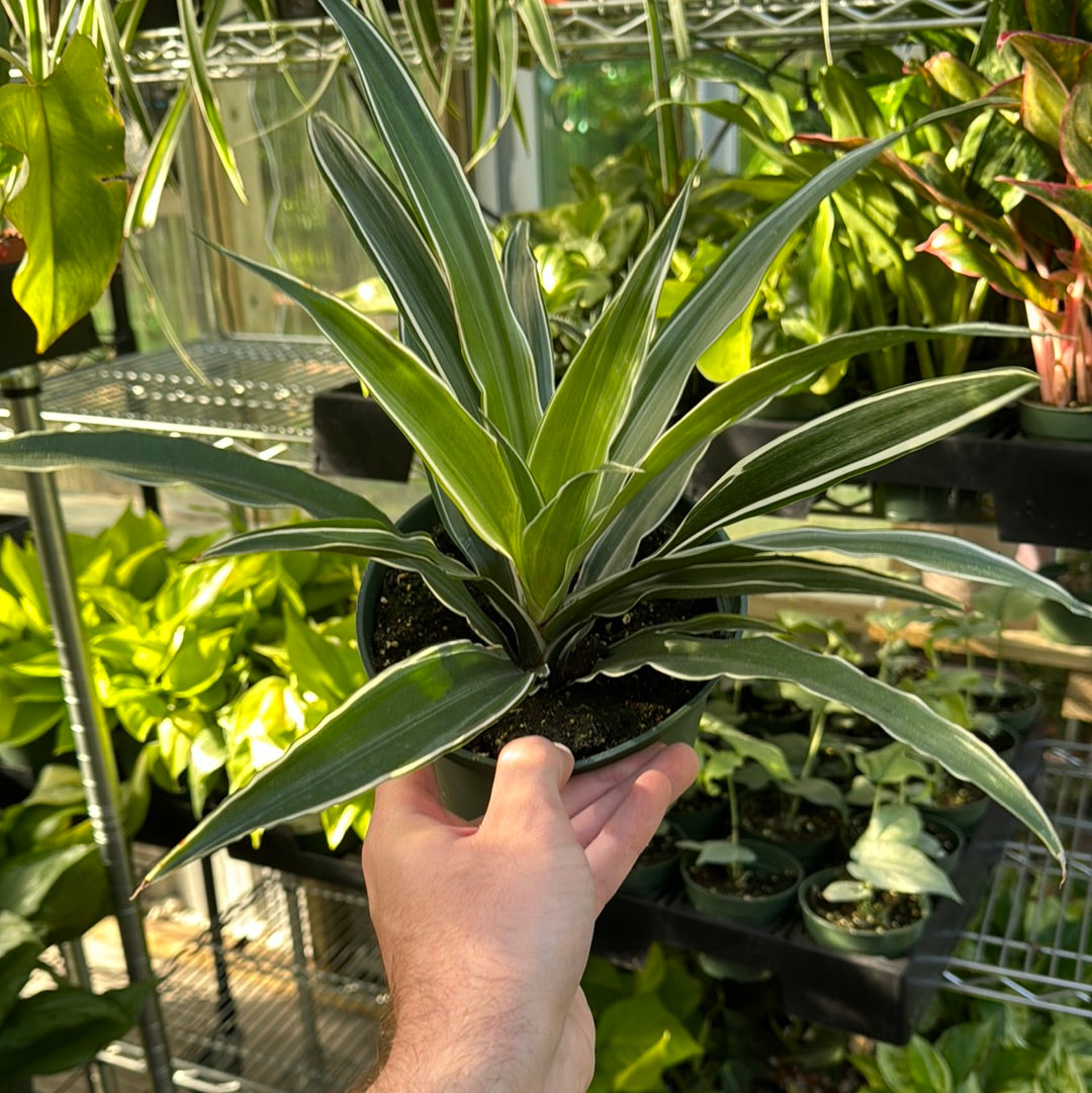 Dracaena Warneckii White Jewel