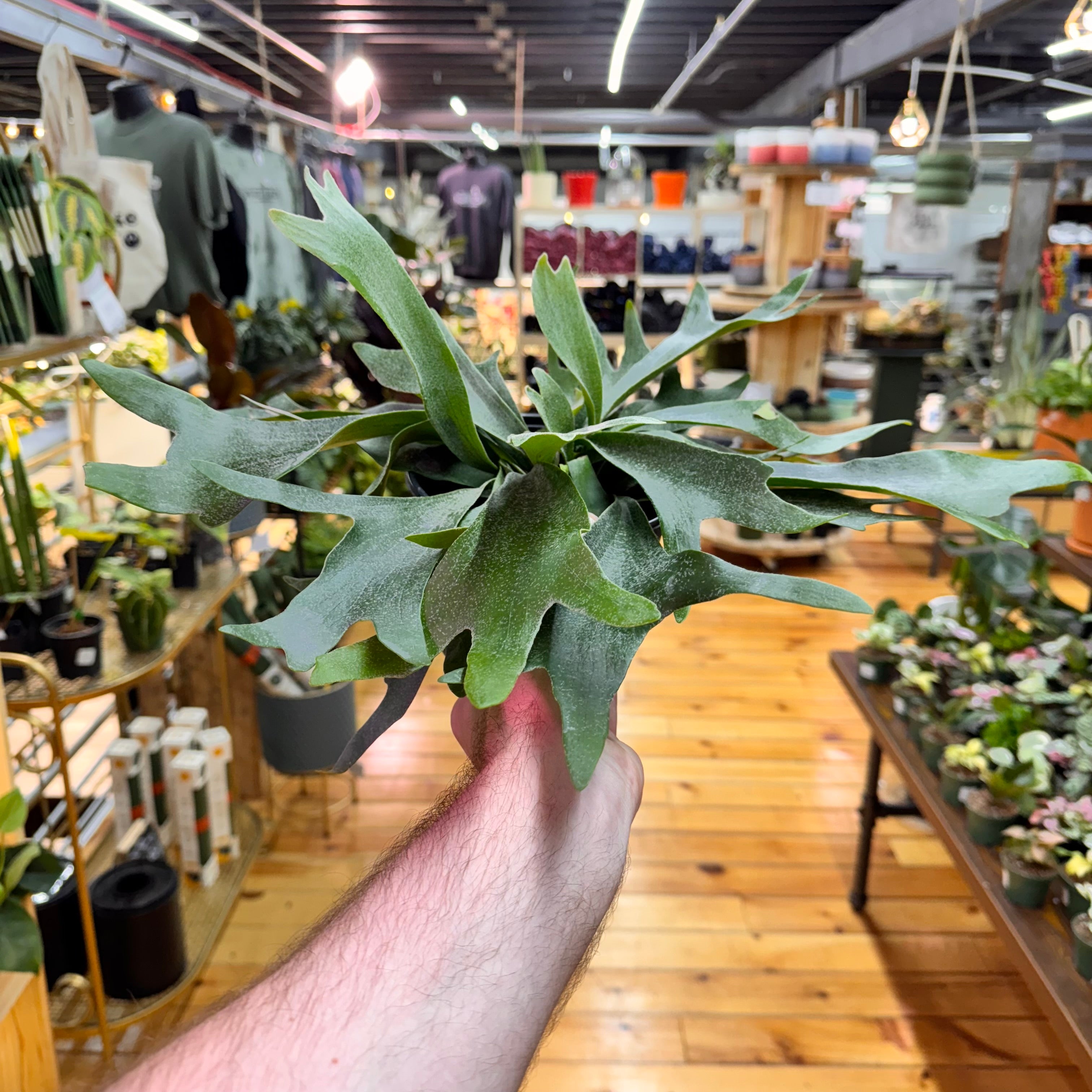 Fern Staghorn