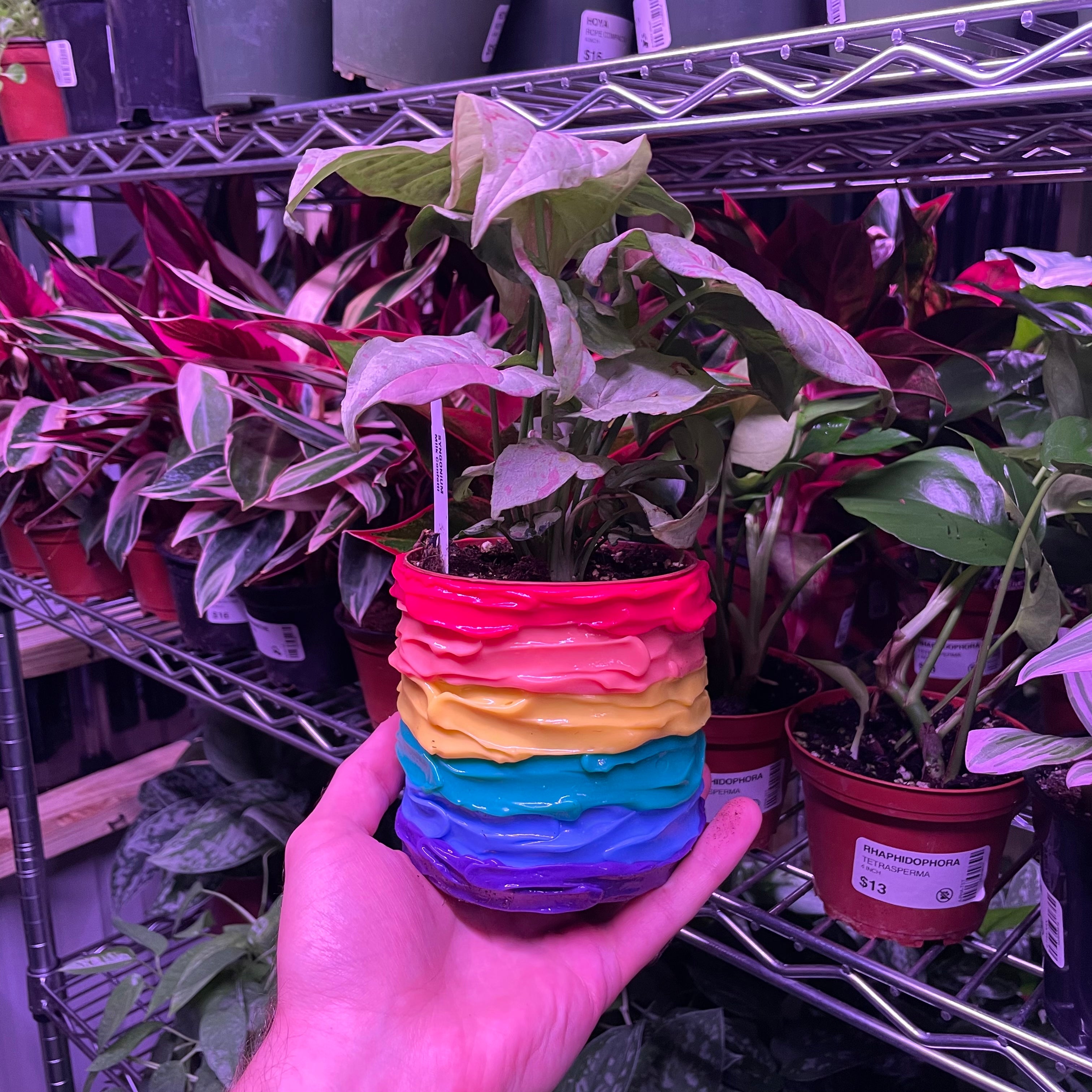 Pride shops Planter