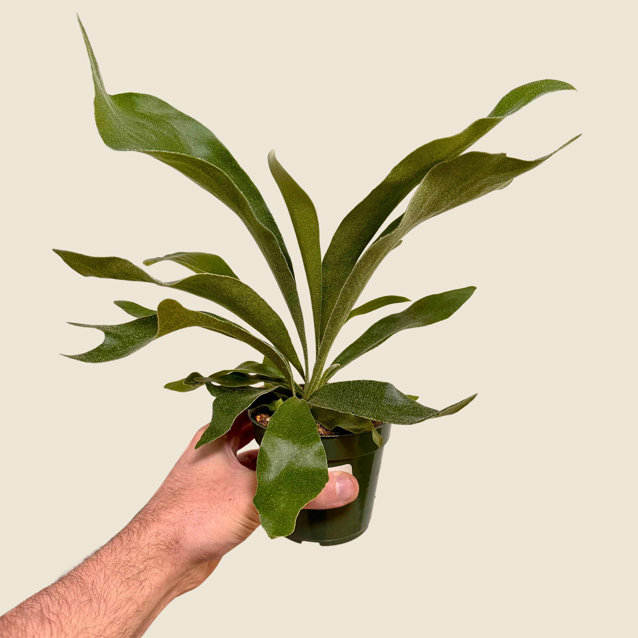 Fern Staghorn