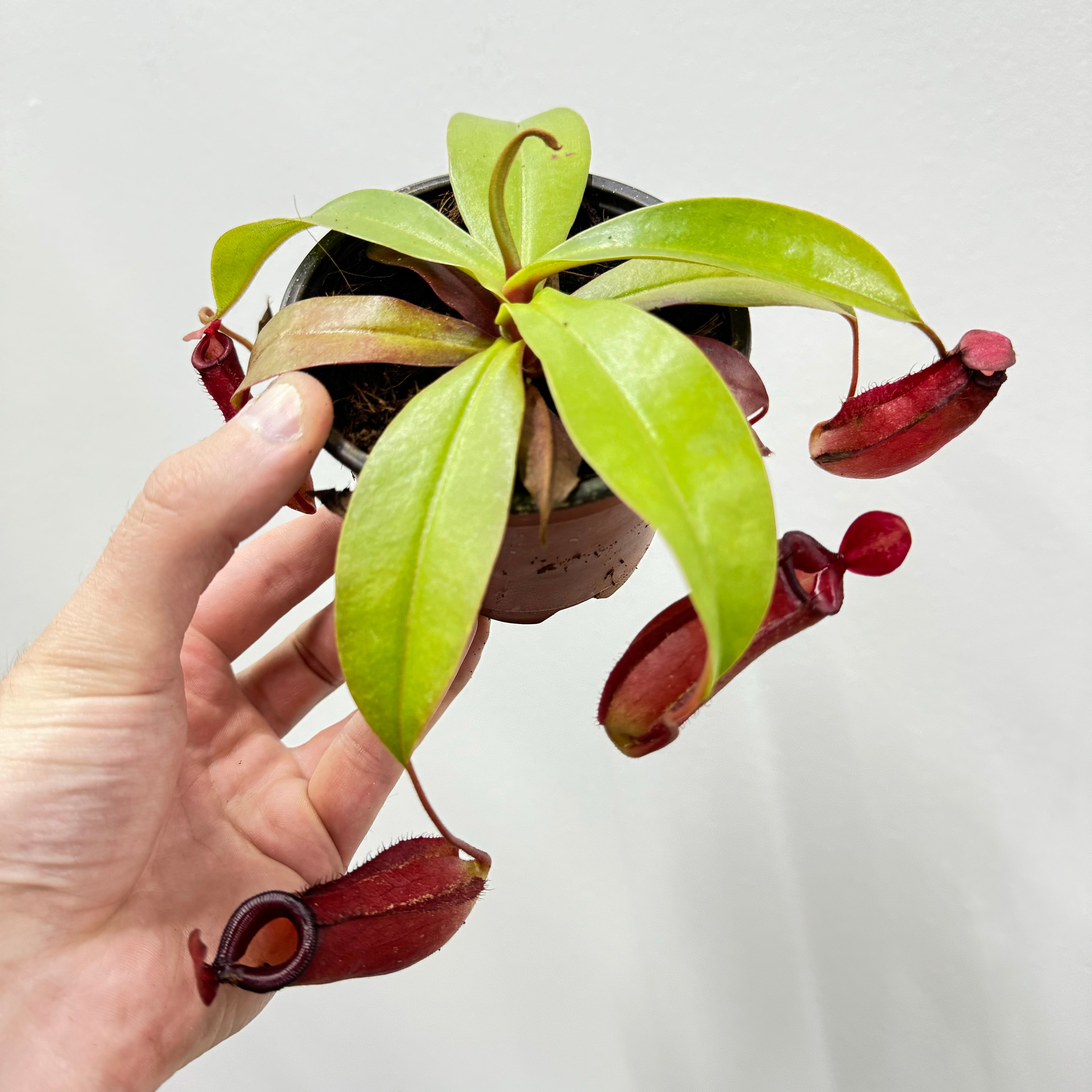 Nepenthes Bloody Mary