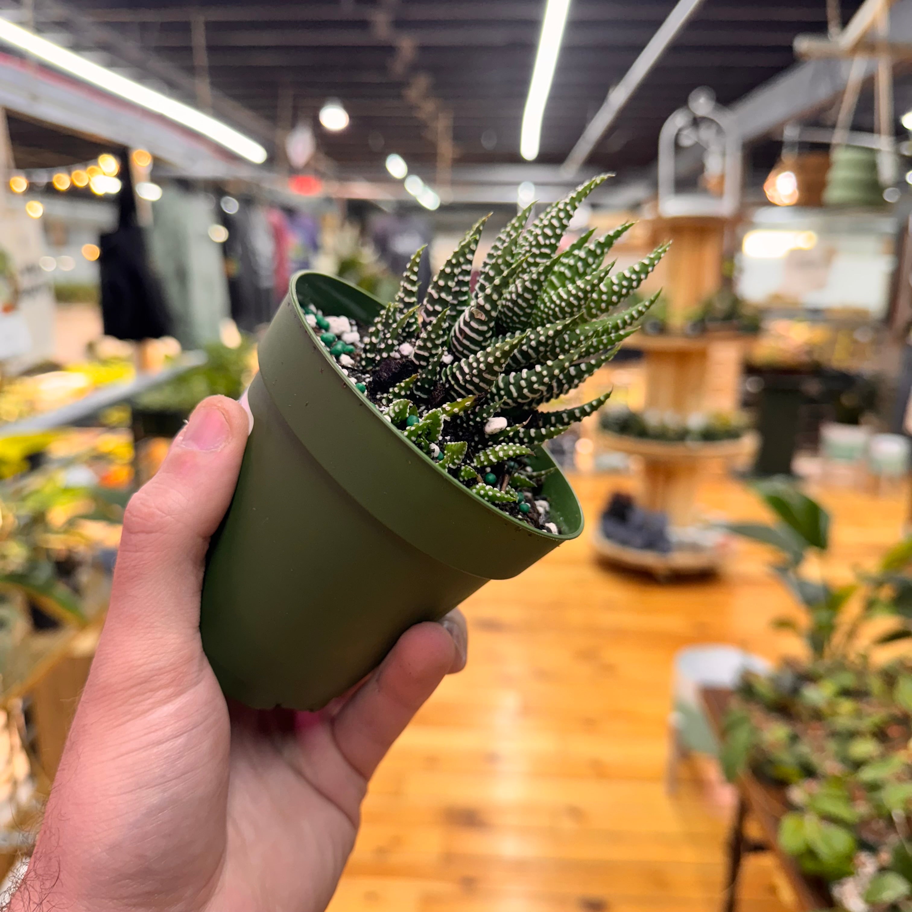 Haworthia Zebra Succulent