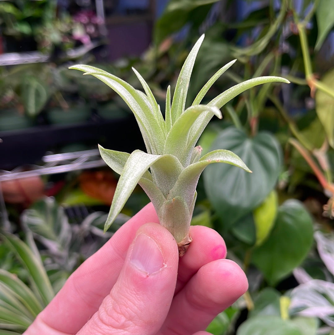 Brachycaulos Air Plant