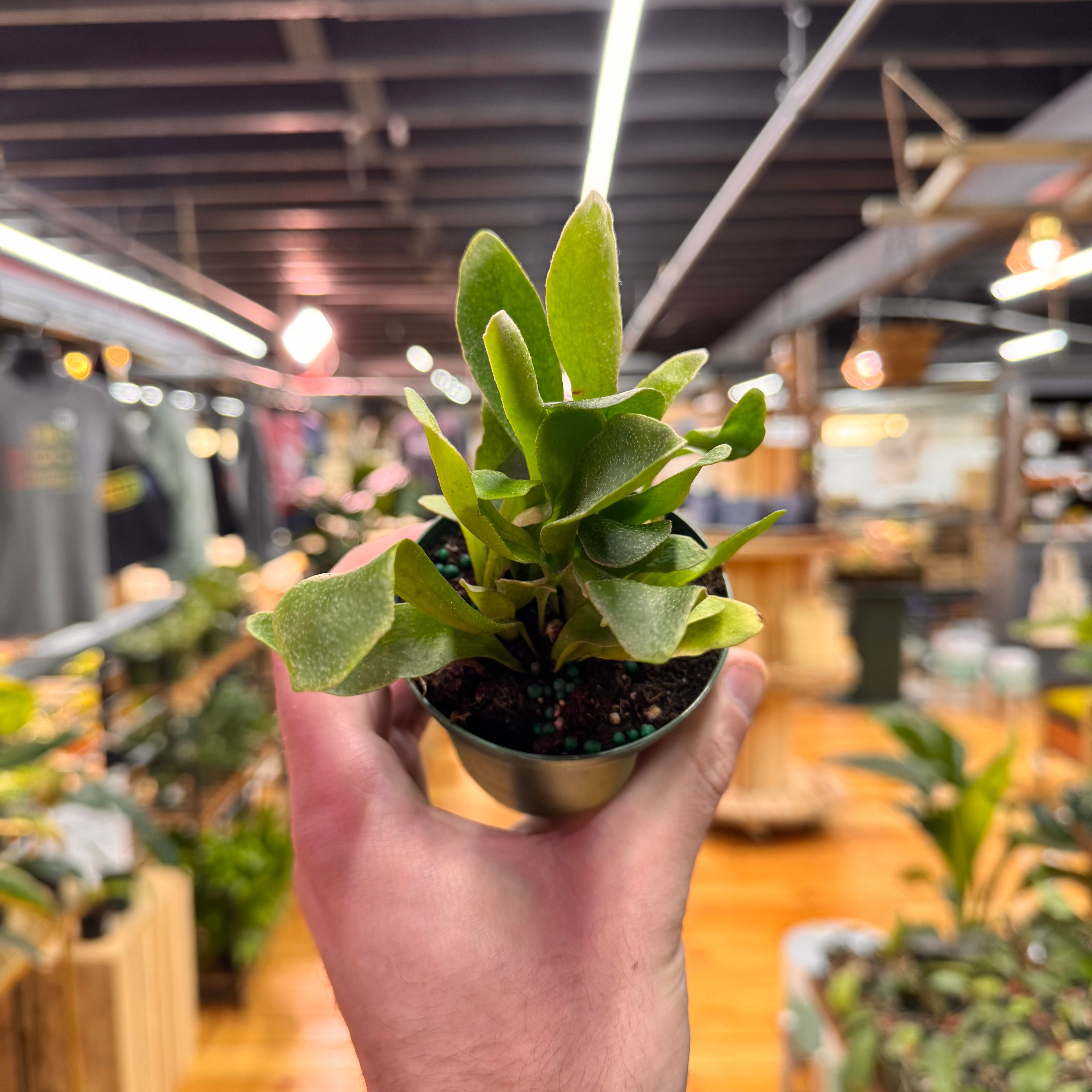 Fern Staghorn