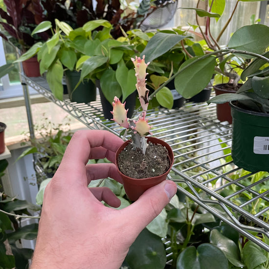 Euphorbia Lactea Ghost