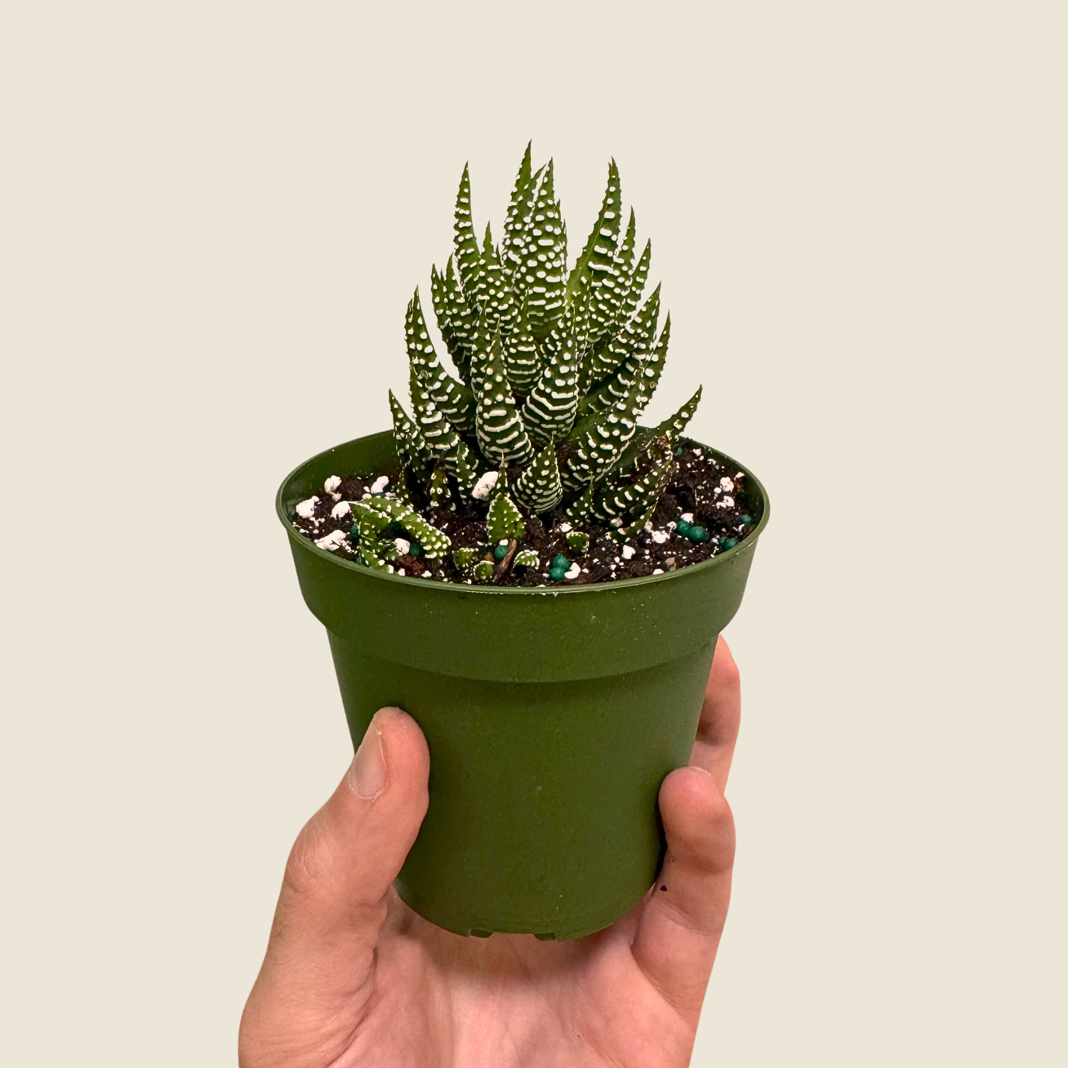 Haworthia Zebra Succulent