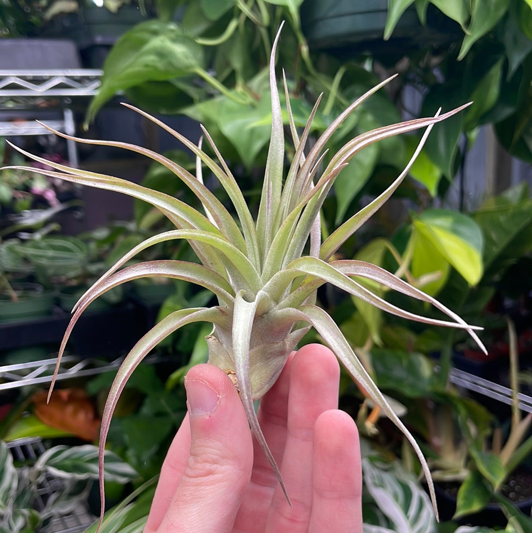 Brachycaulos Air Plant