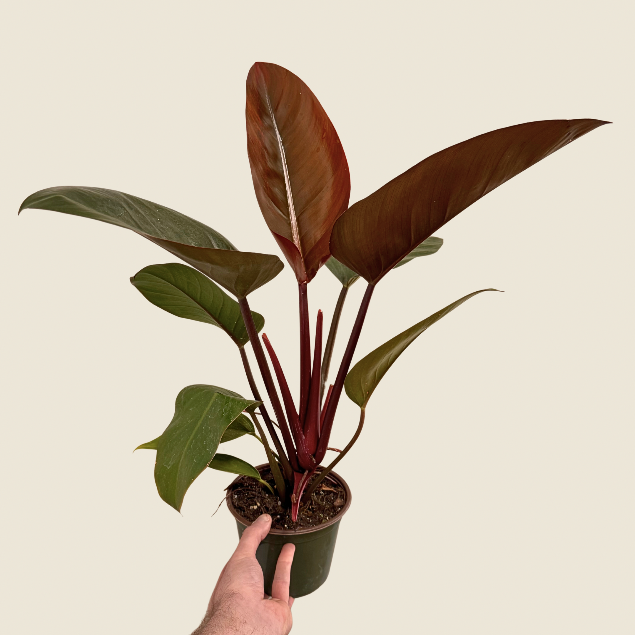 Philodendron Congo Rojo