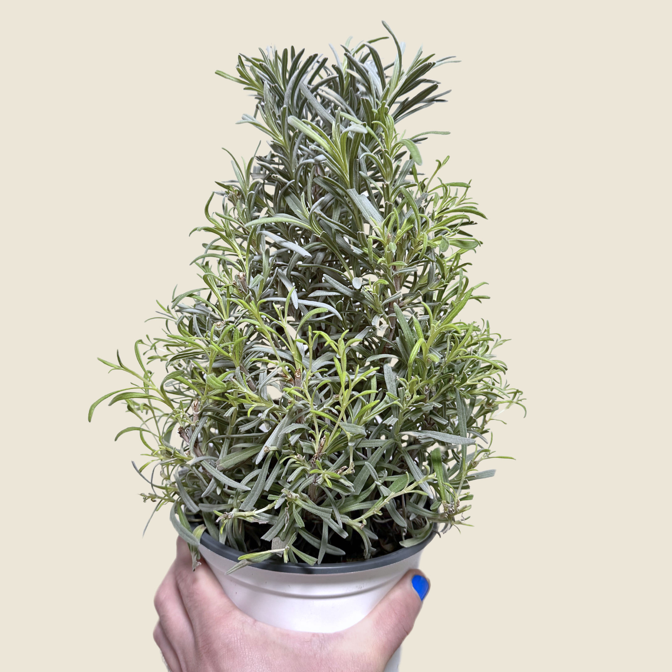 Lavender Tree