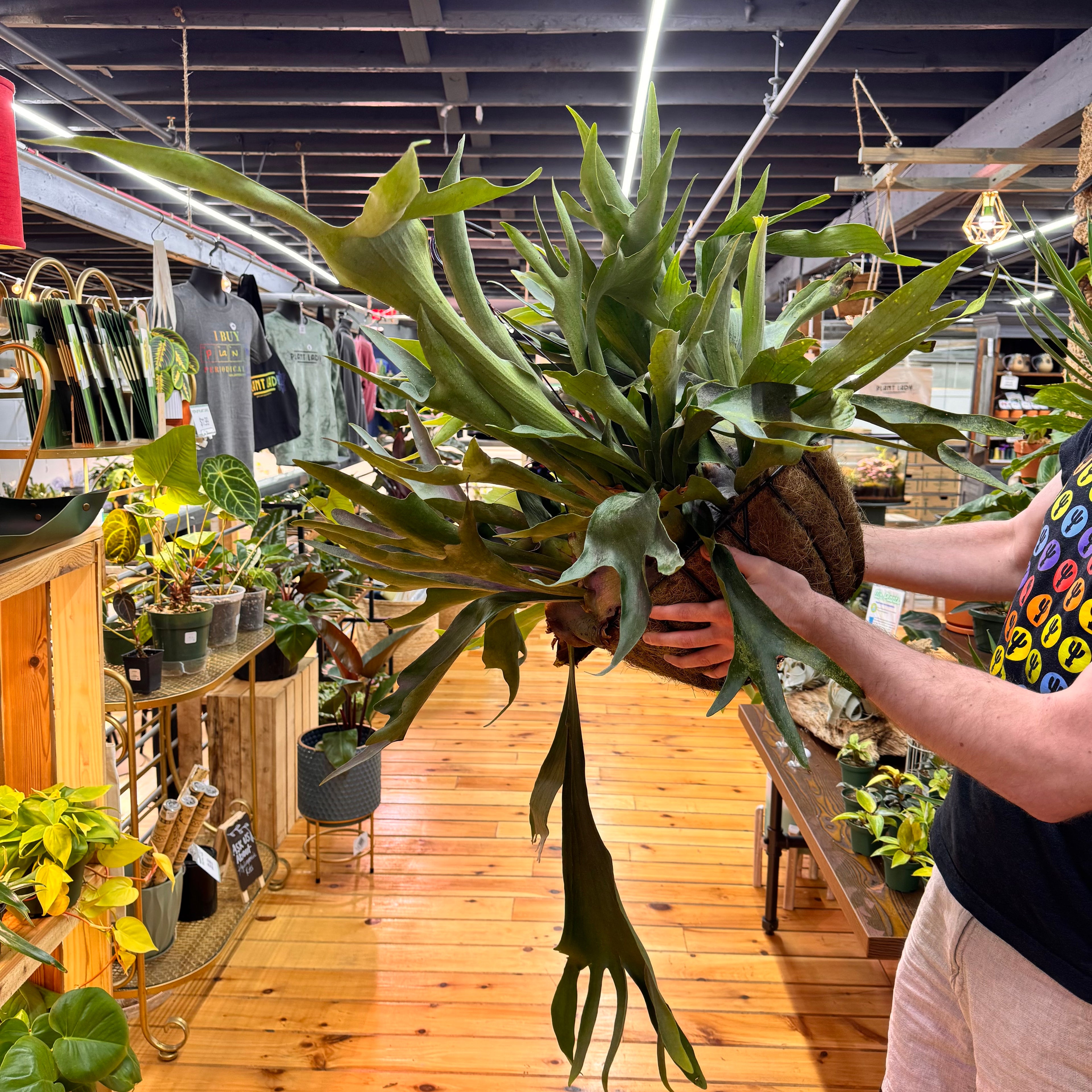 Fern Staghorn