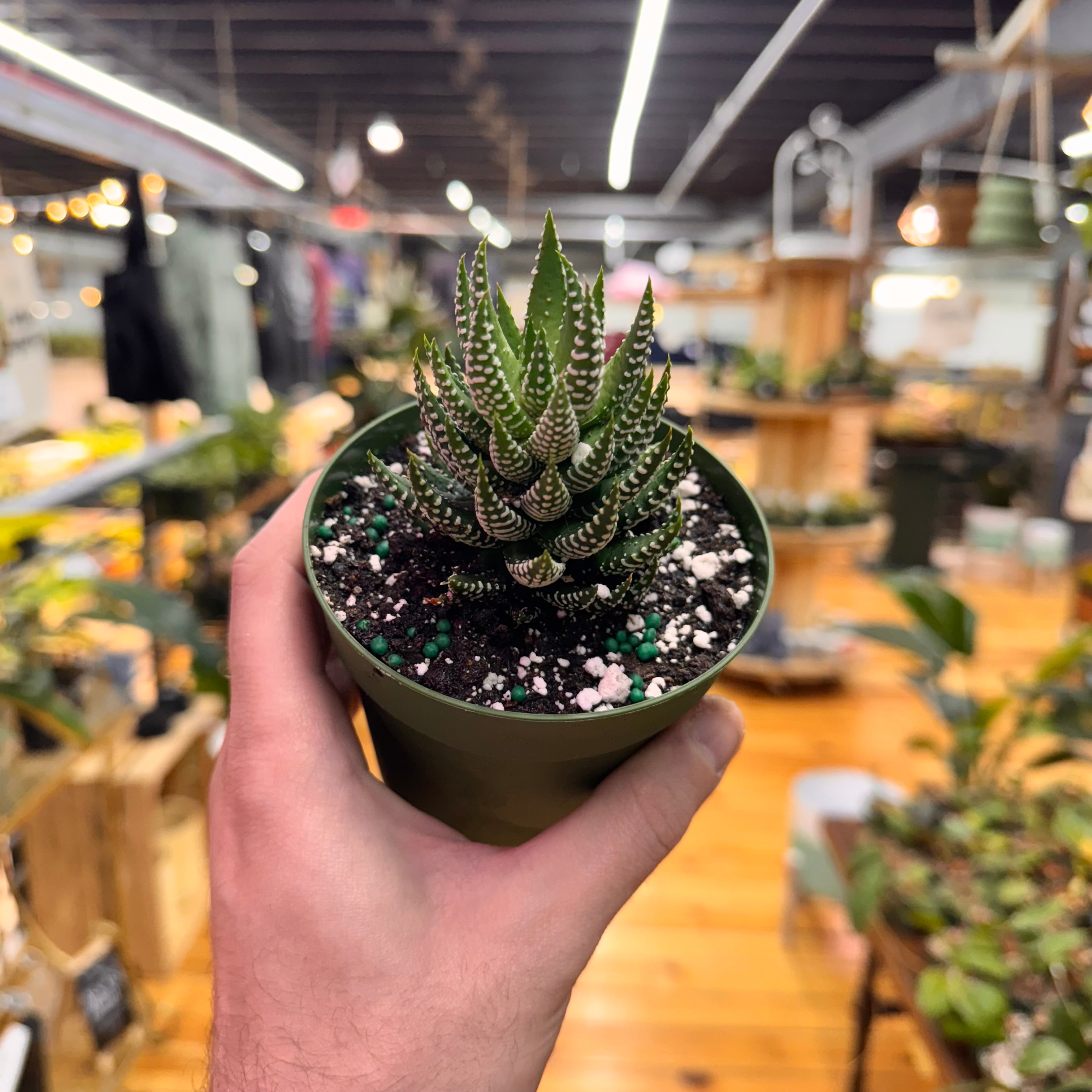 Haworthia Zebra Succulent