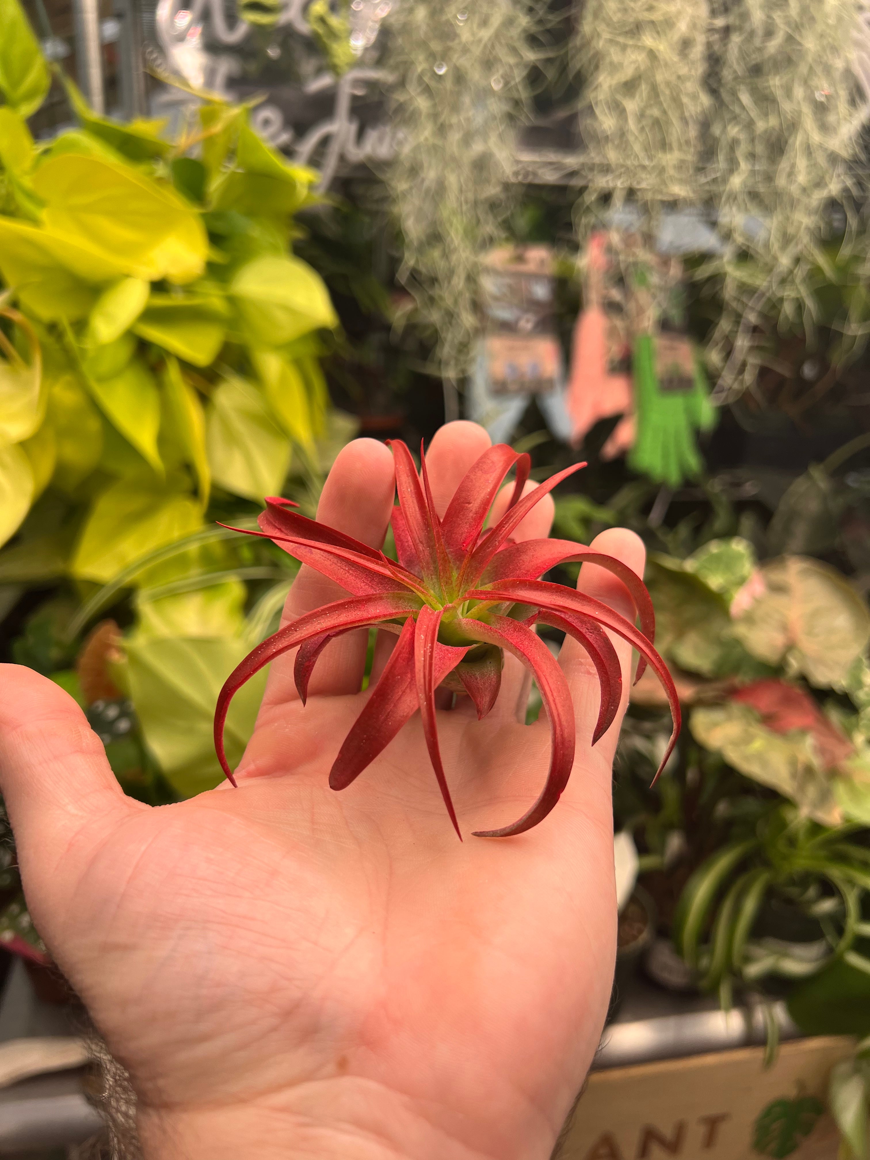 Abdita Red Tillandsia Air Plant
