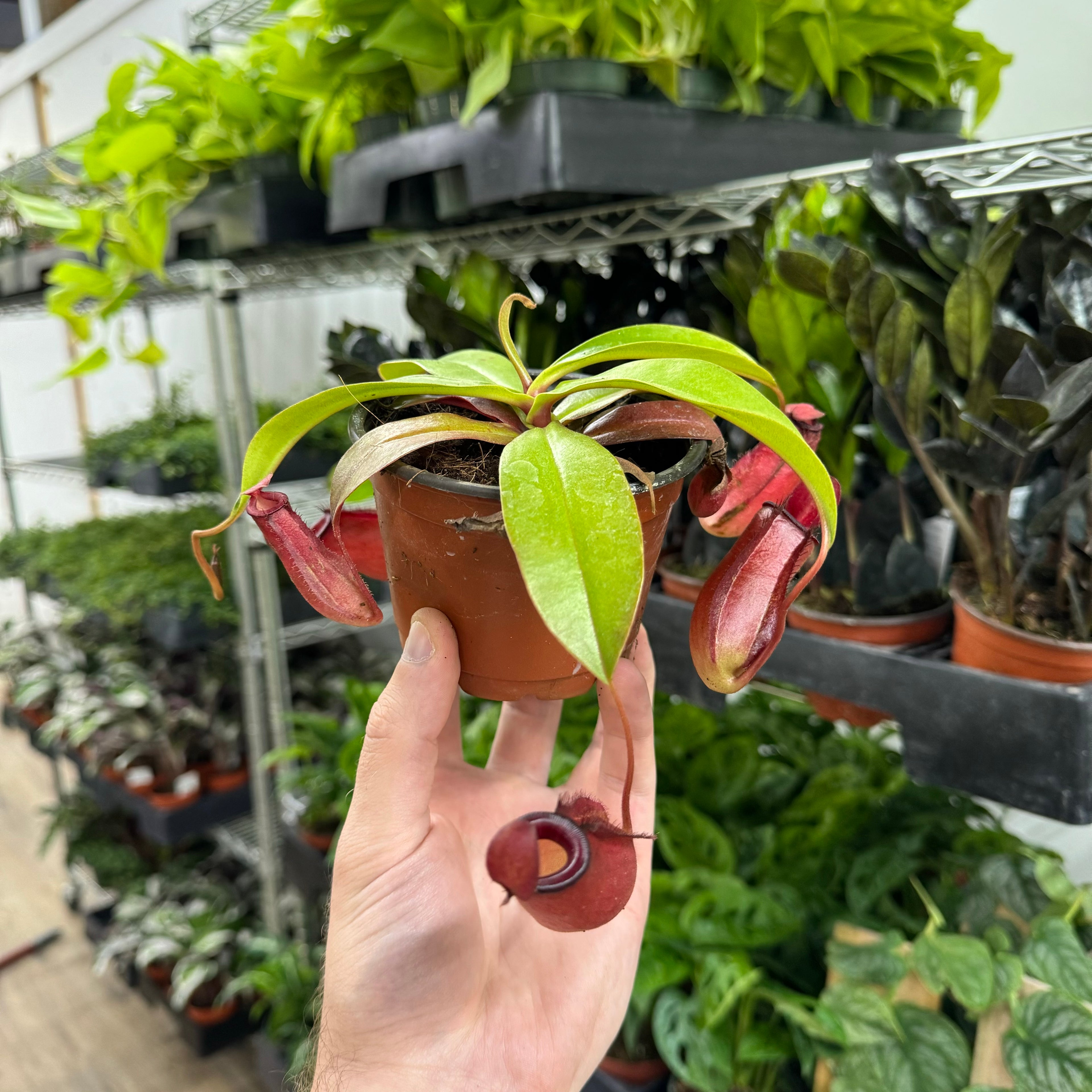 Nepenthes Bloody Mary
