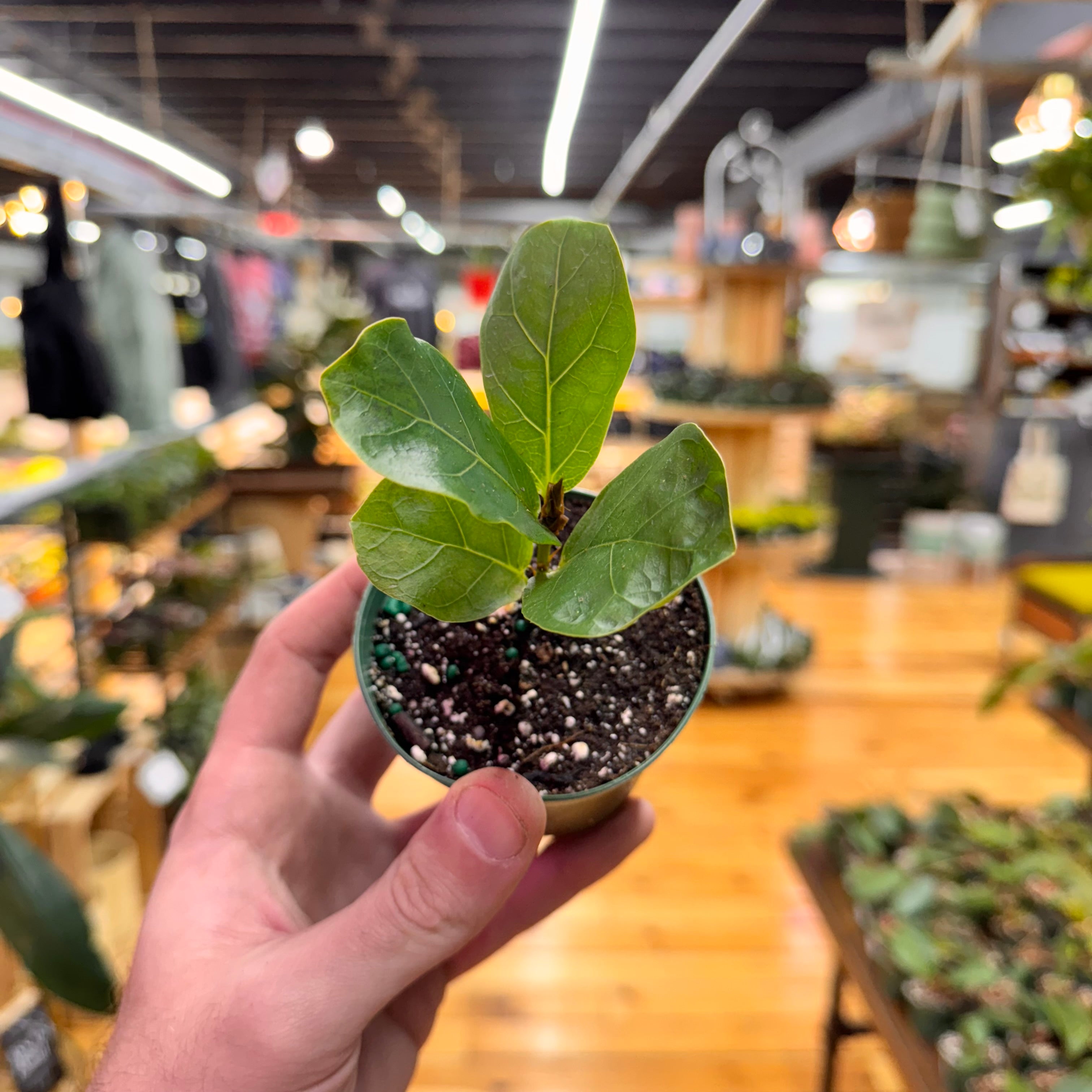 Ficus Bambino
