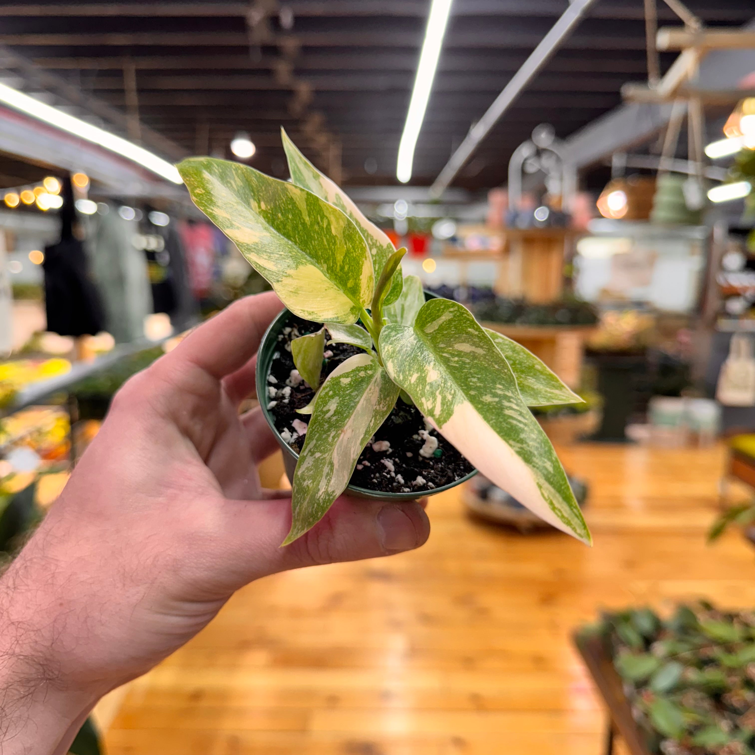 Philodendron Ring of Fire