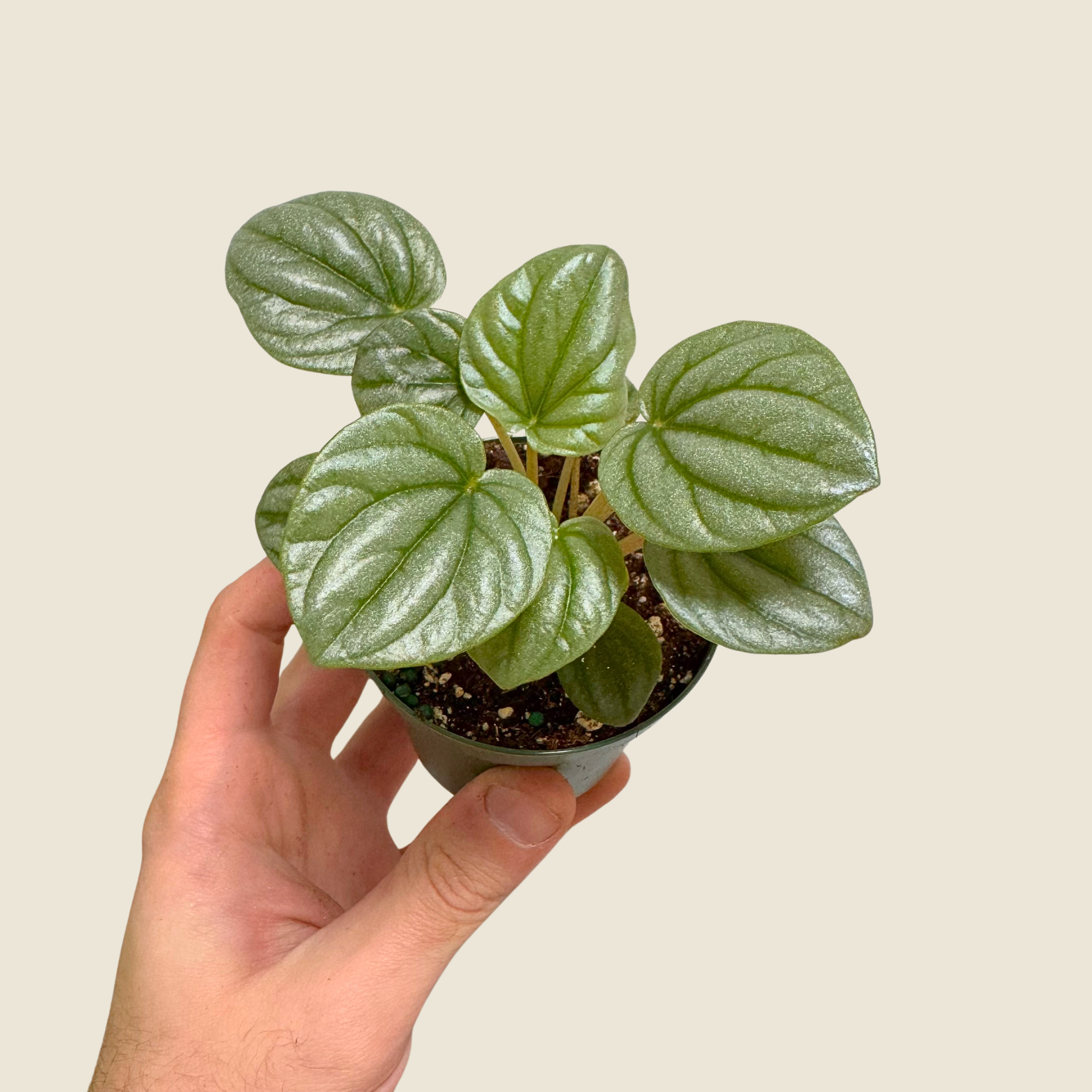 Peperomia Frost