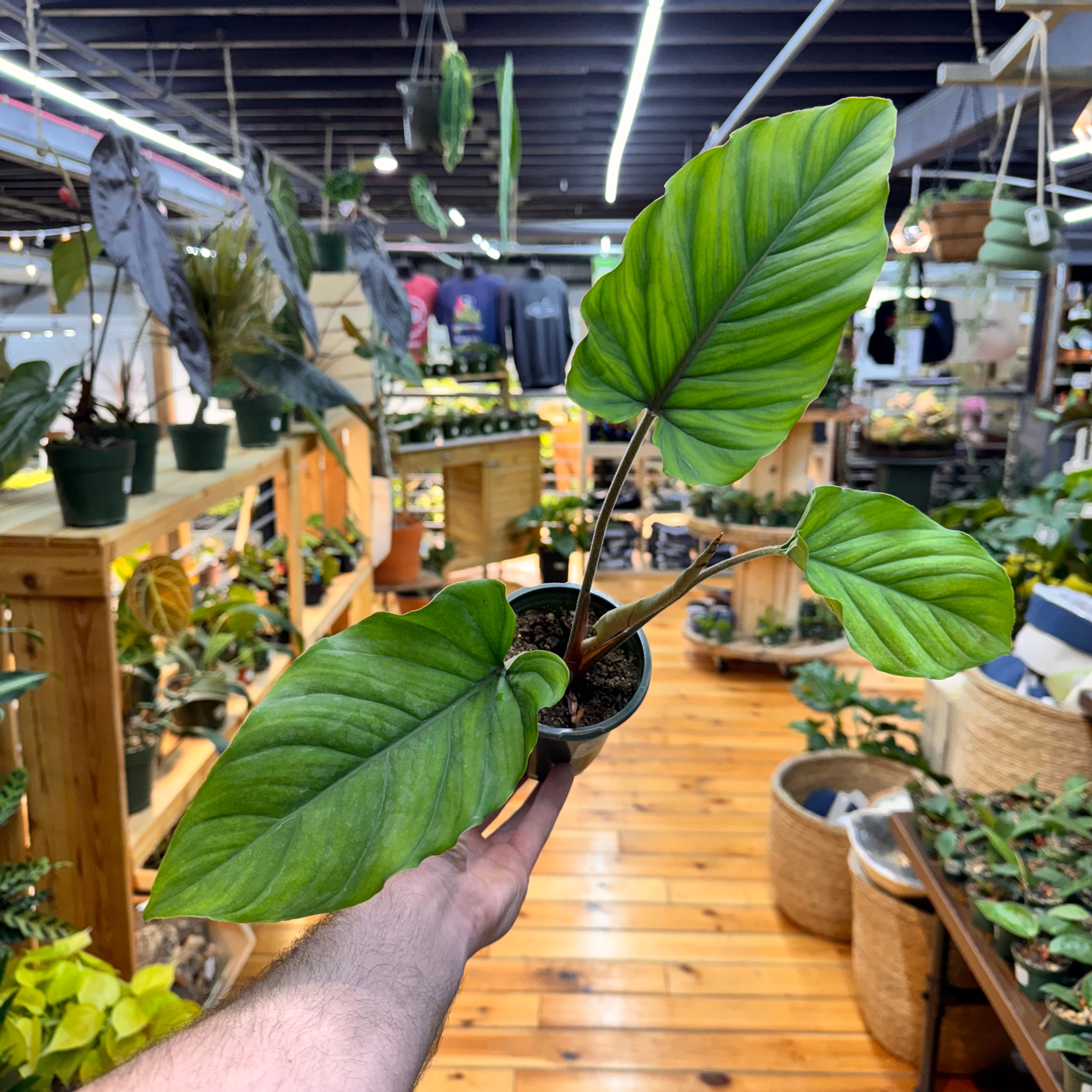 Adelonema Red Velvet