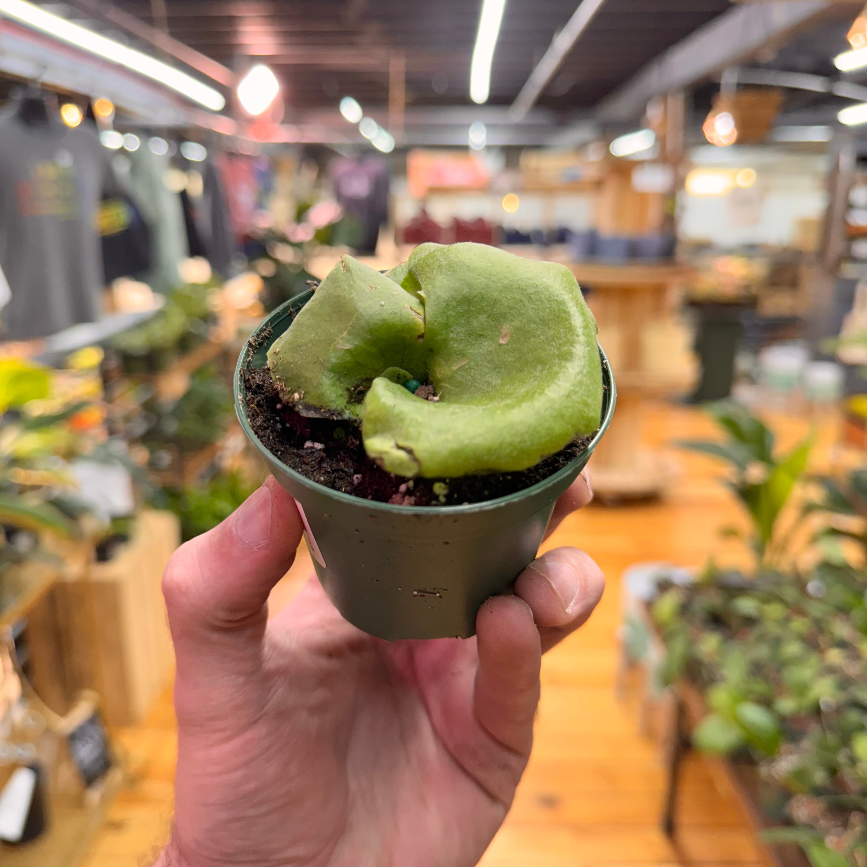 Fern Staghorn &