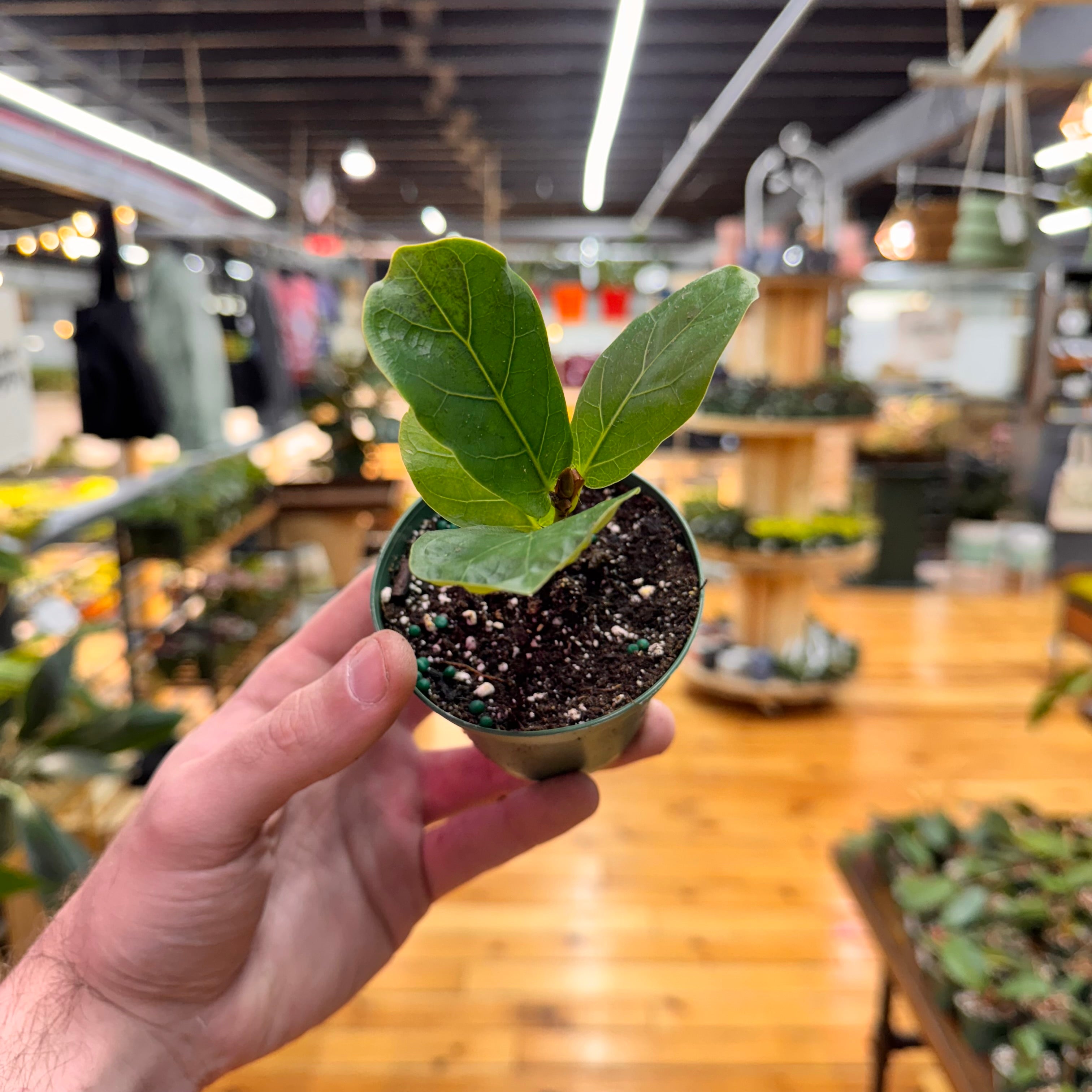 Ficus Bambino