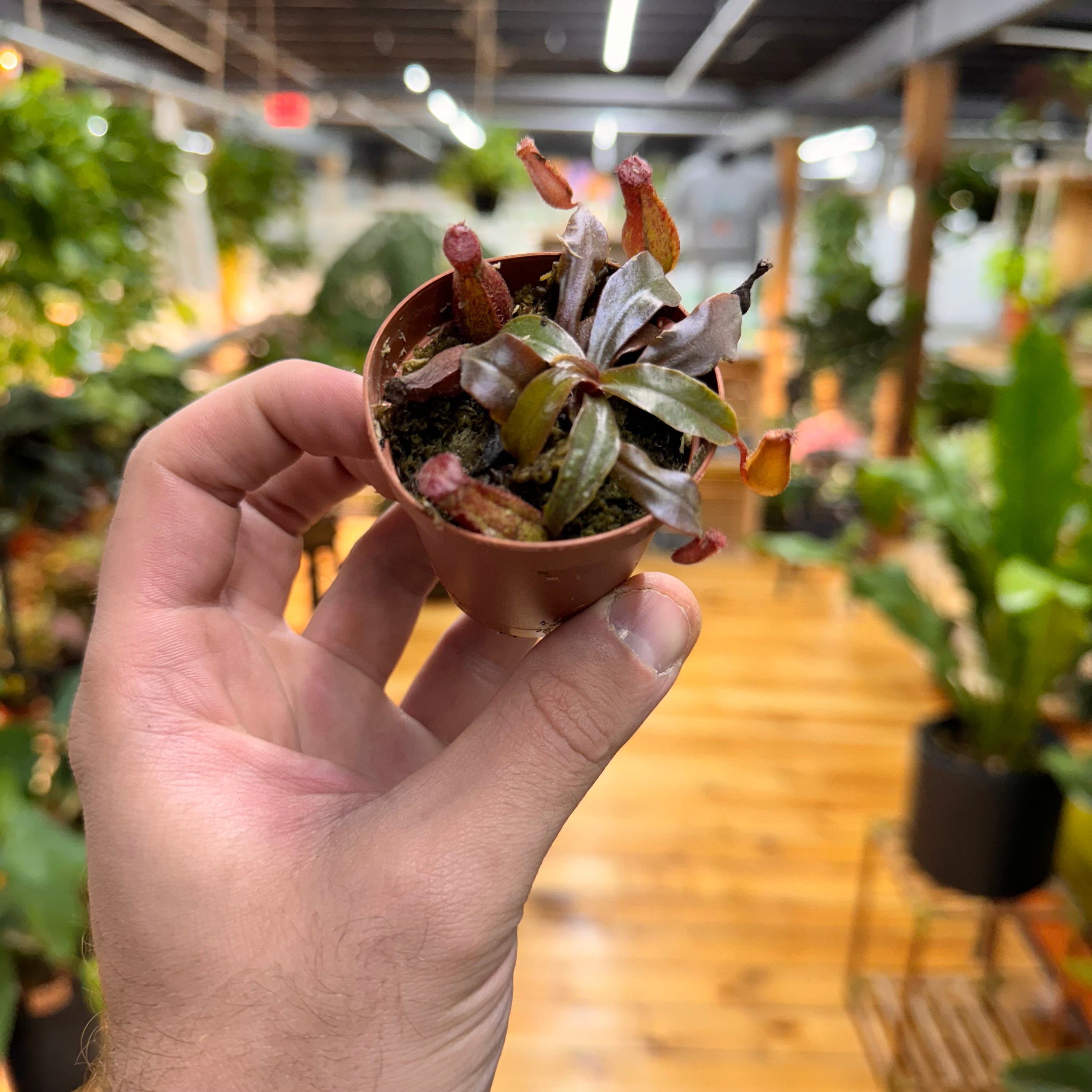 Nepenthes Bloody Mary