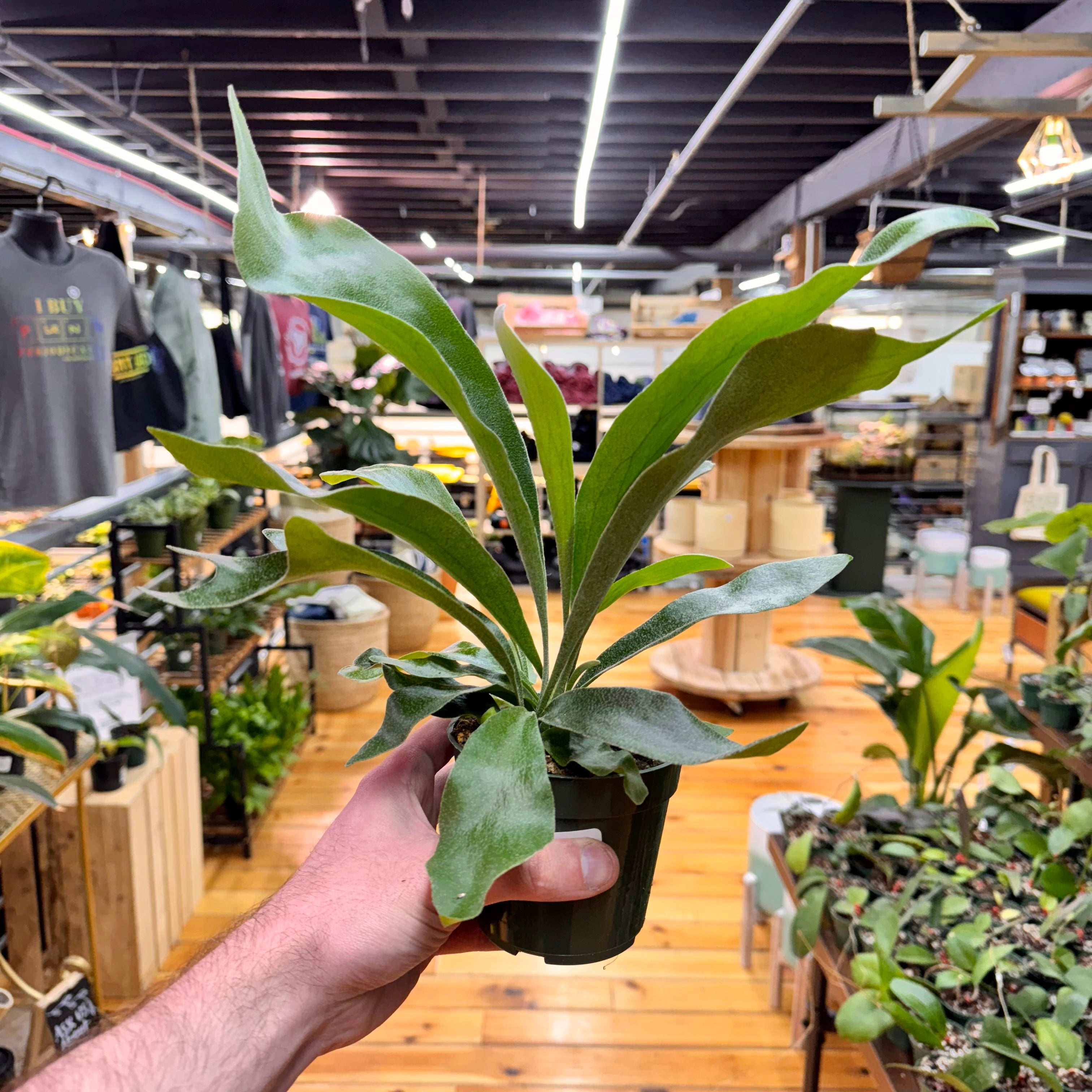 Fern Staghorn