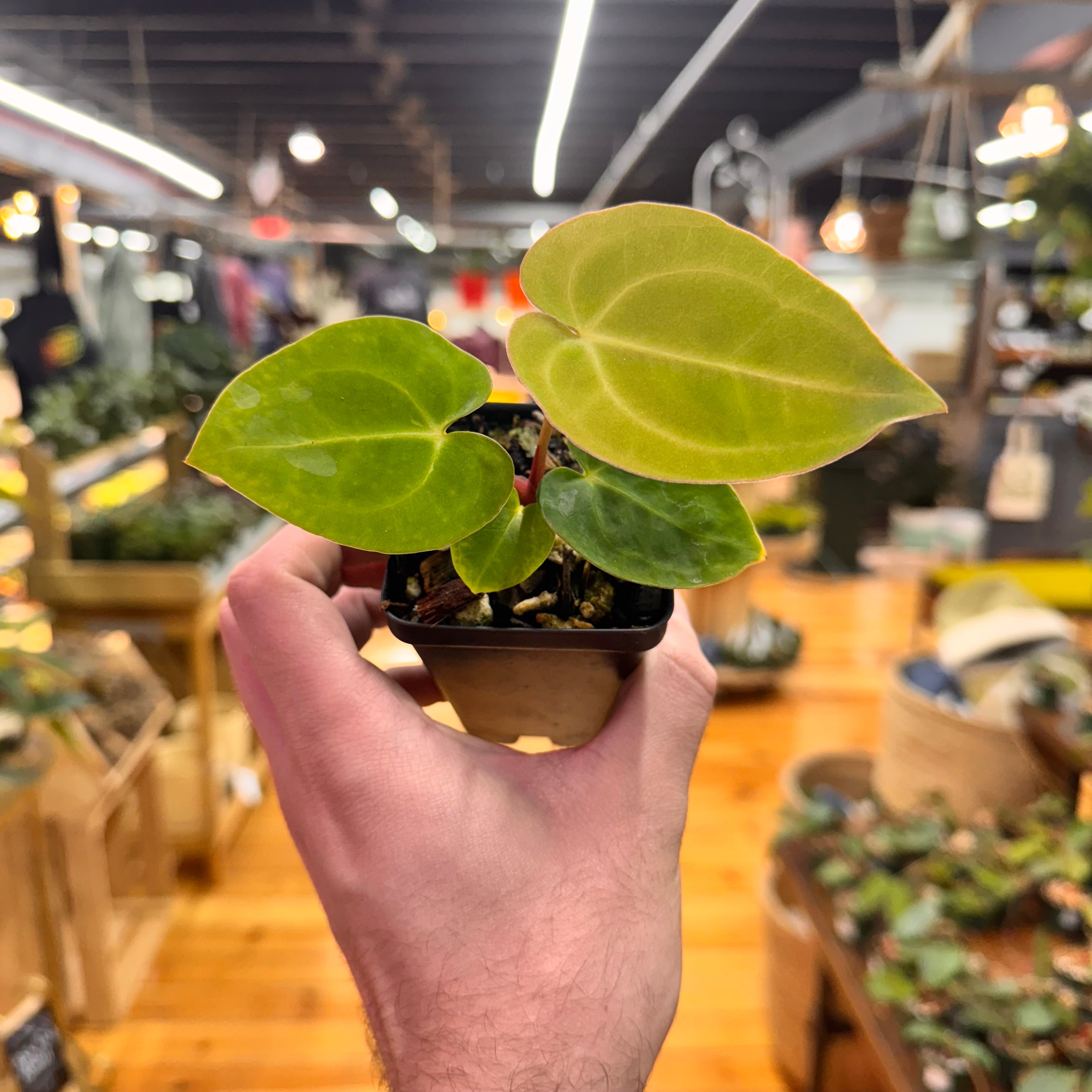 Anthurium (Tim A. Longleaf x Dorayaki) x (Tezula AoS DF x Papi RA