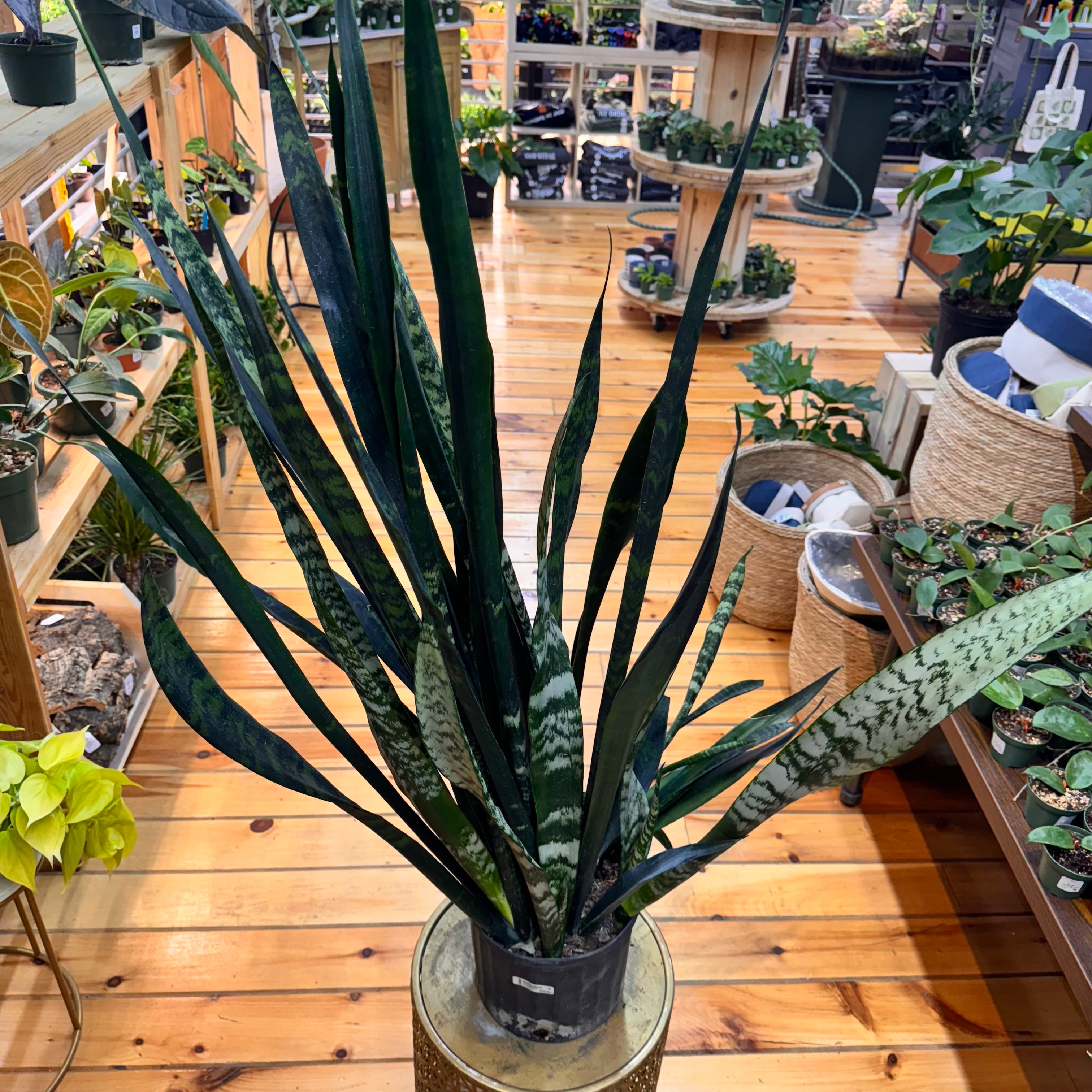 Sansevieria Zeylanica