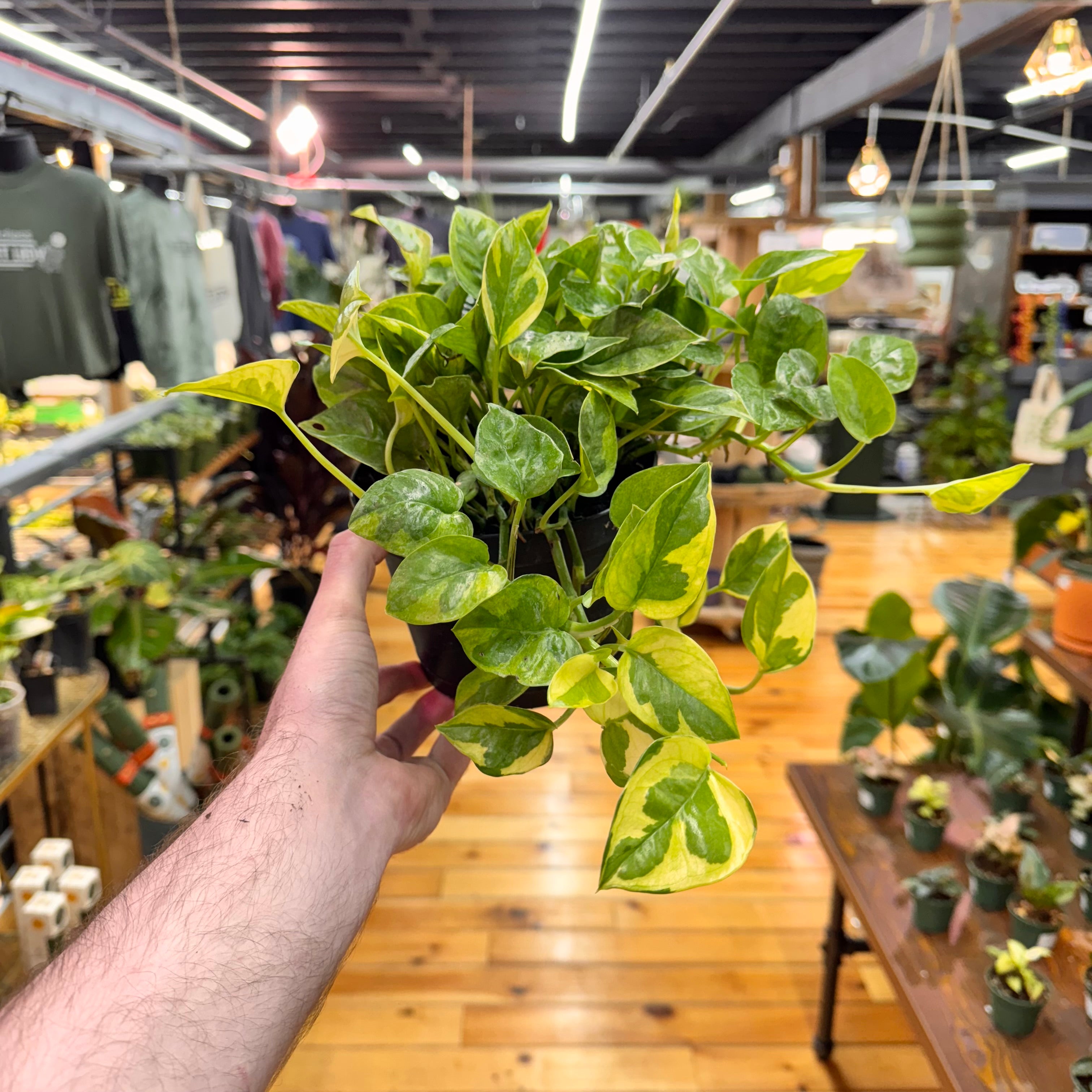 Pothos Lemon Meringue