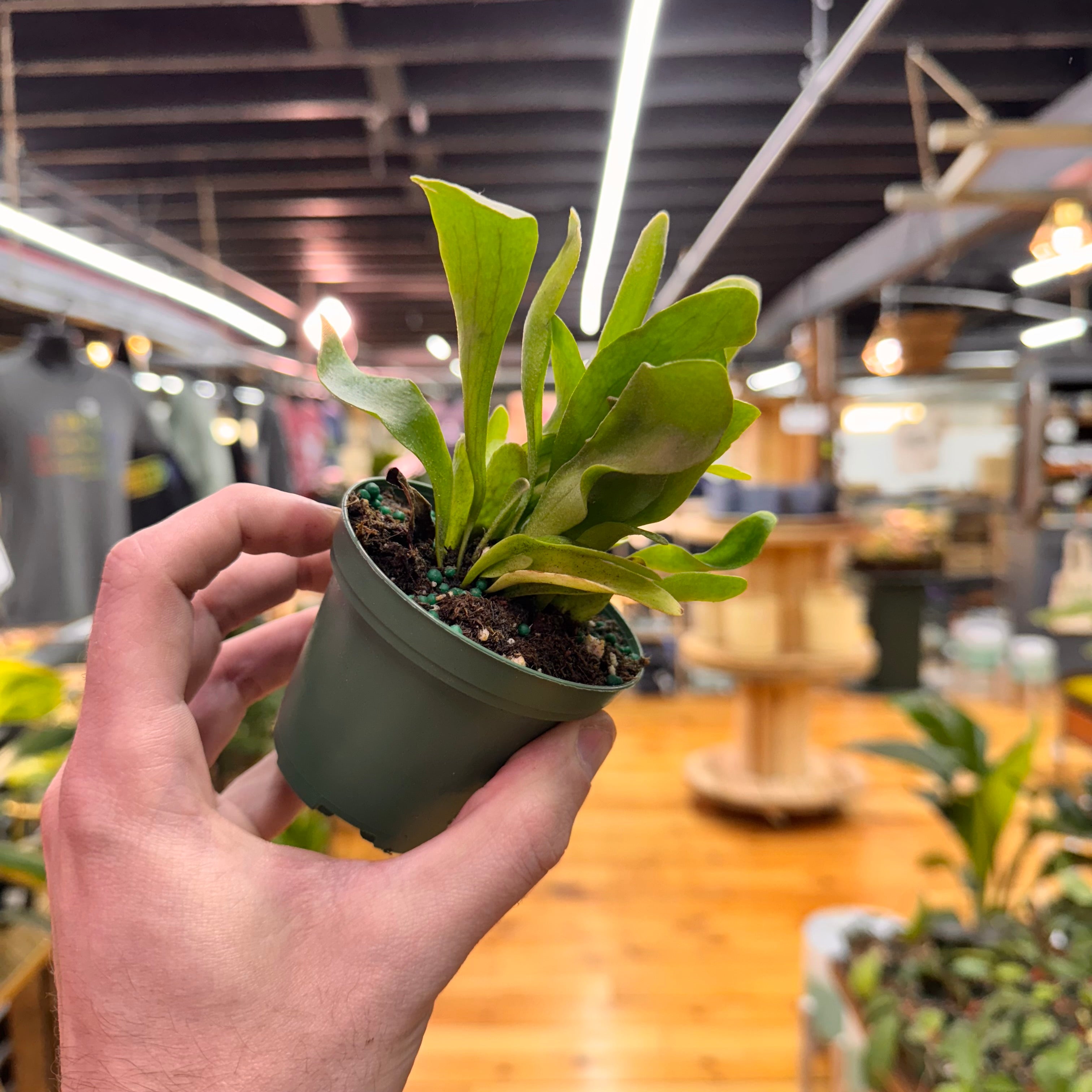 Fern Staghorn