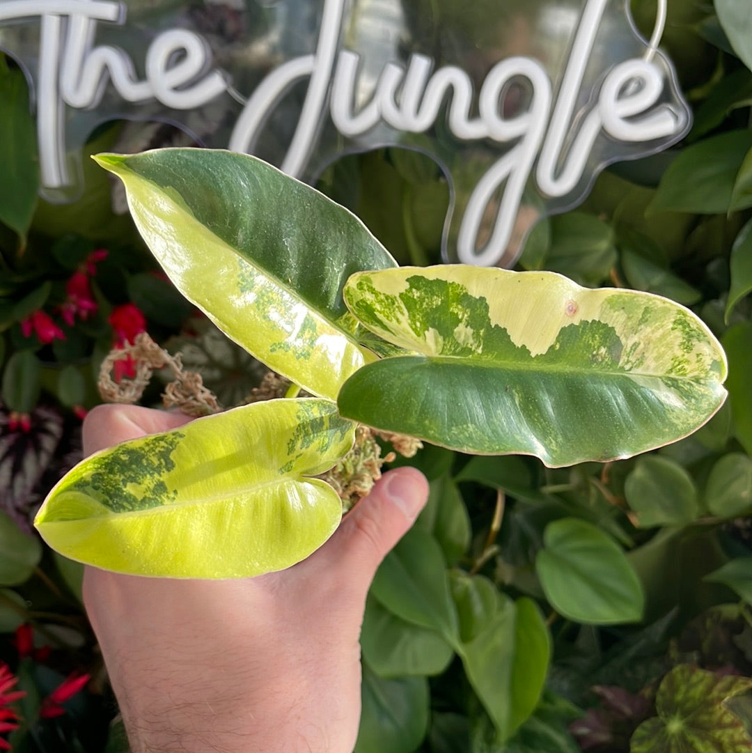 Philodendron Burle Marx Variegated