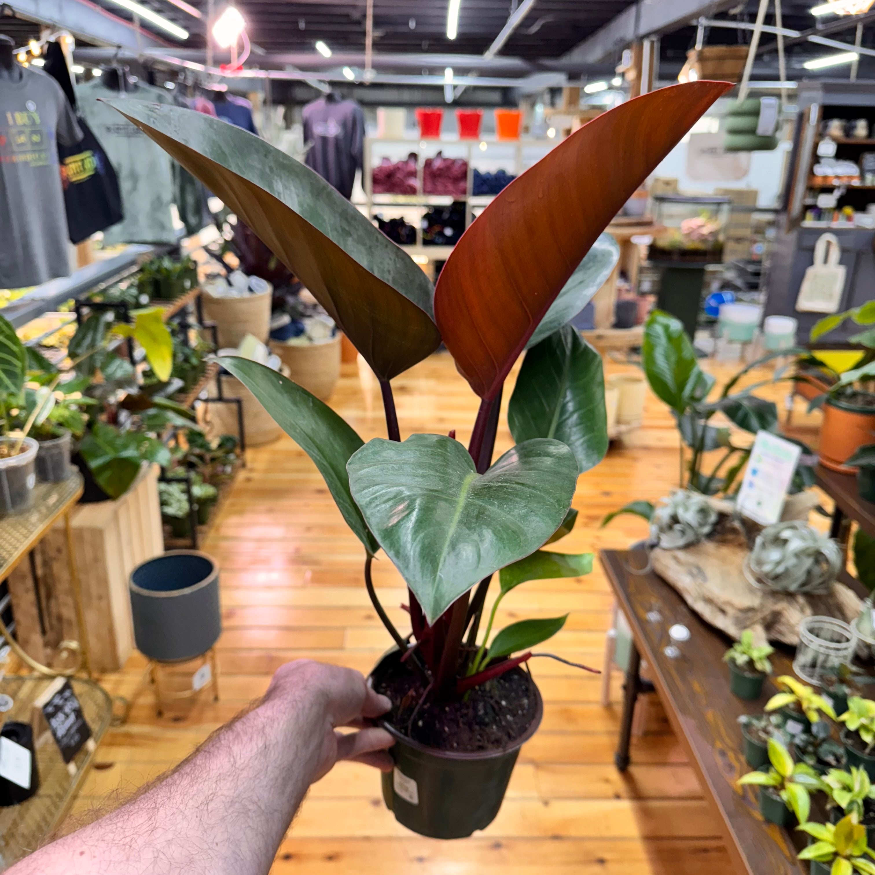 Philodendron Congo Rojo