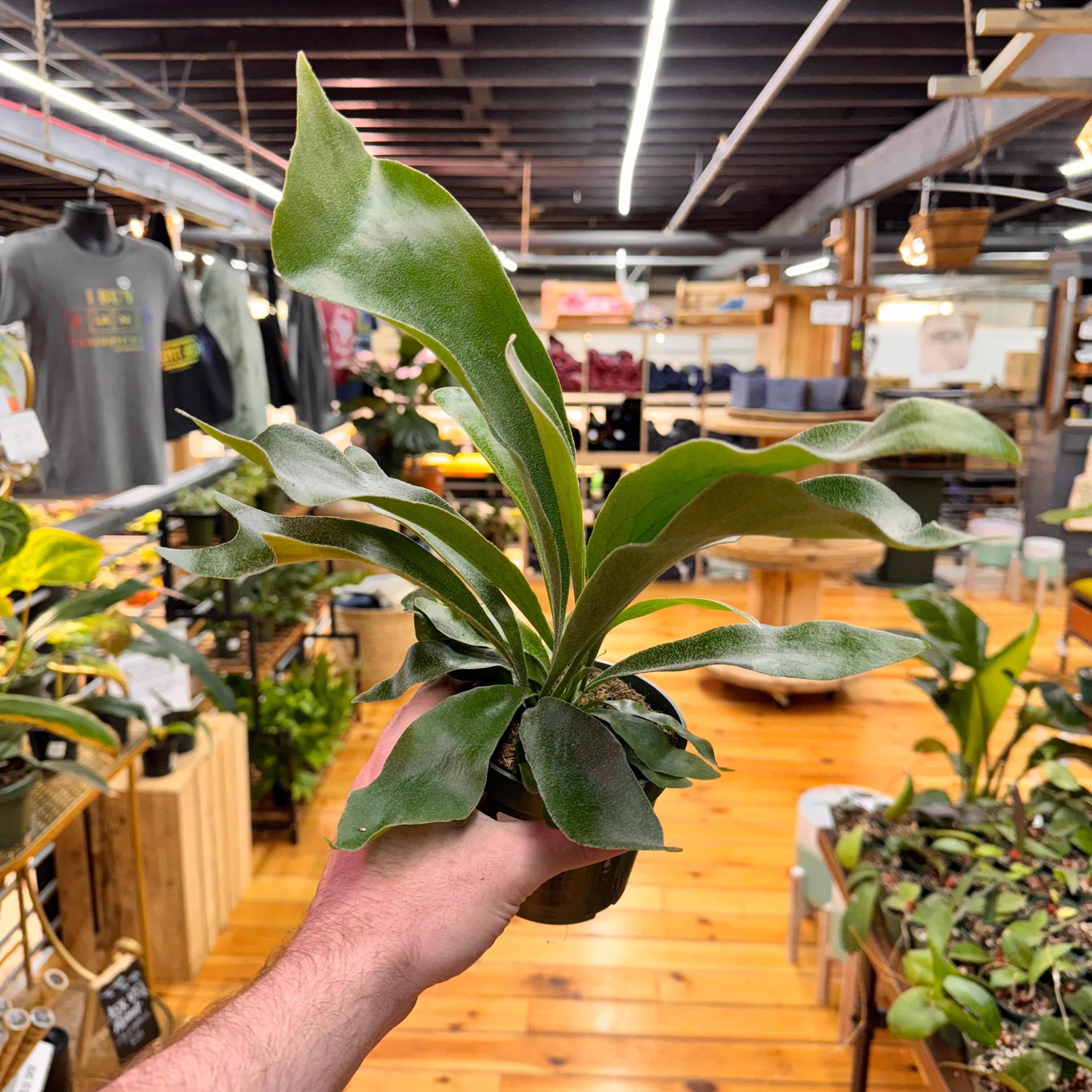 Fern Staghorn