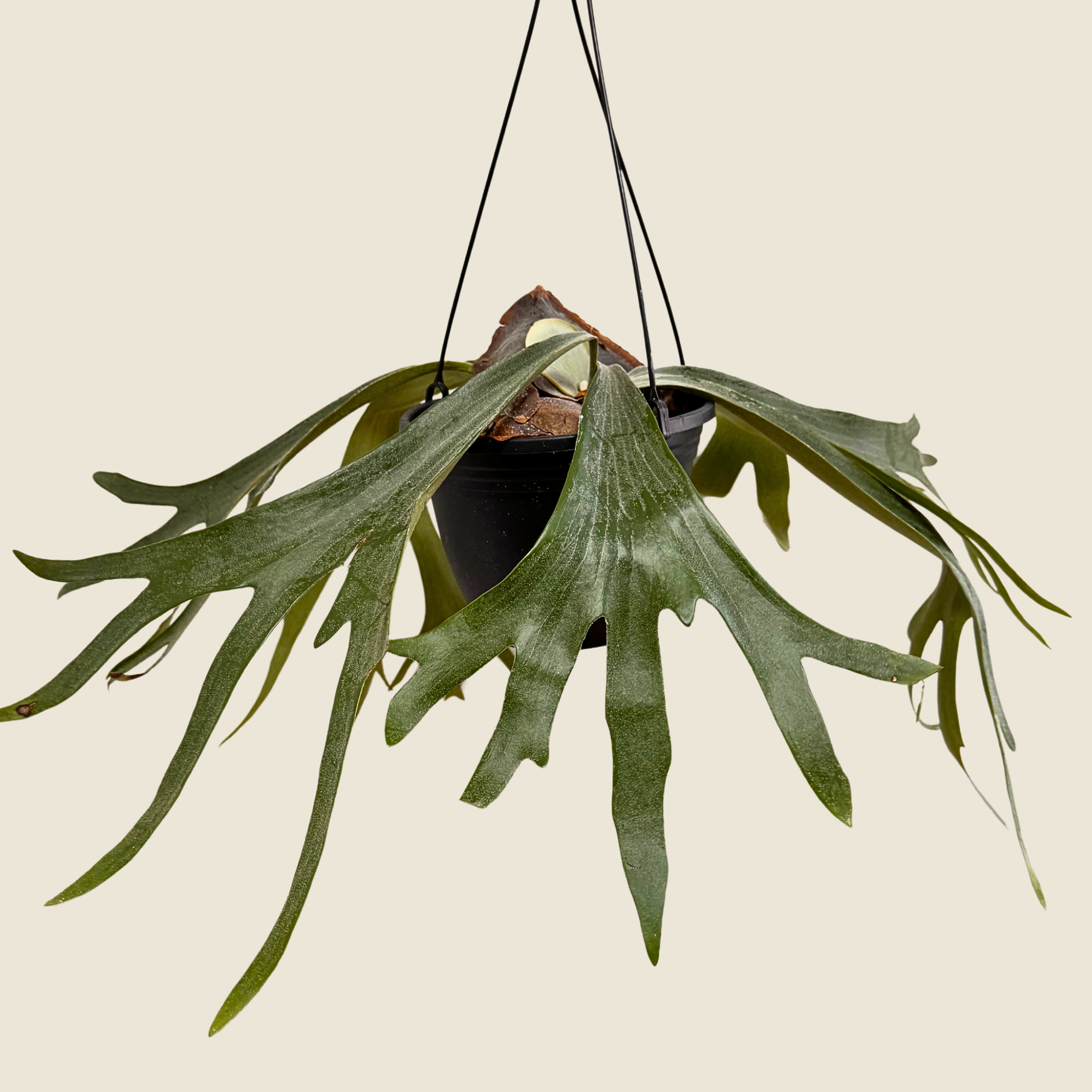 Fern Staghorn