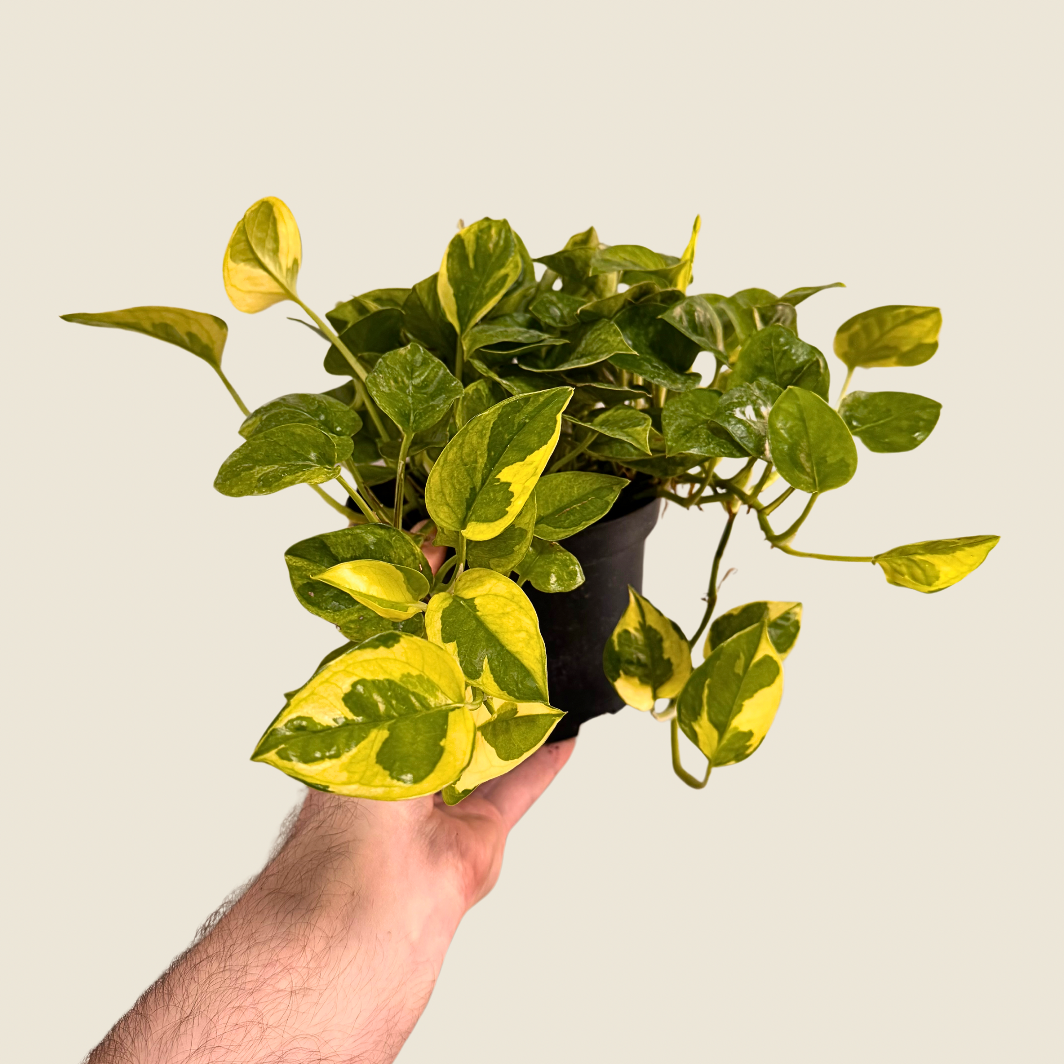 Pothos Lemon Meringue