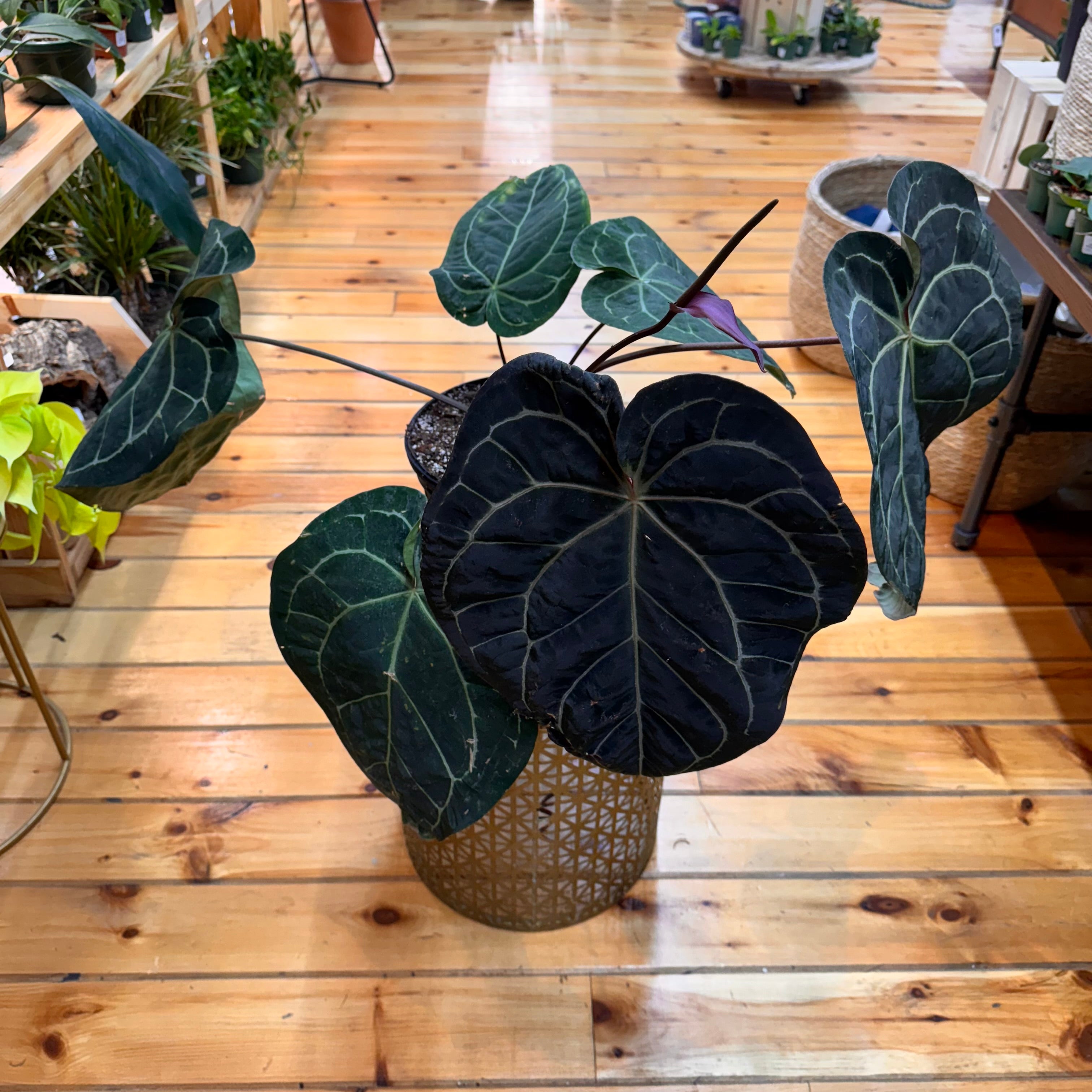 Anthurium Crystallinum Red