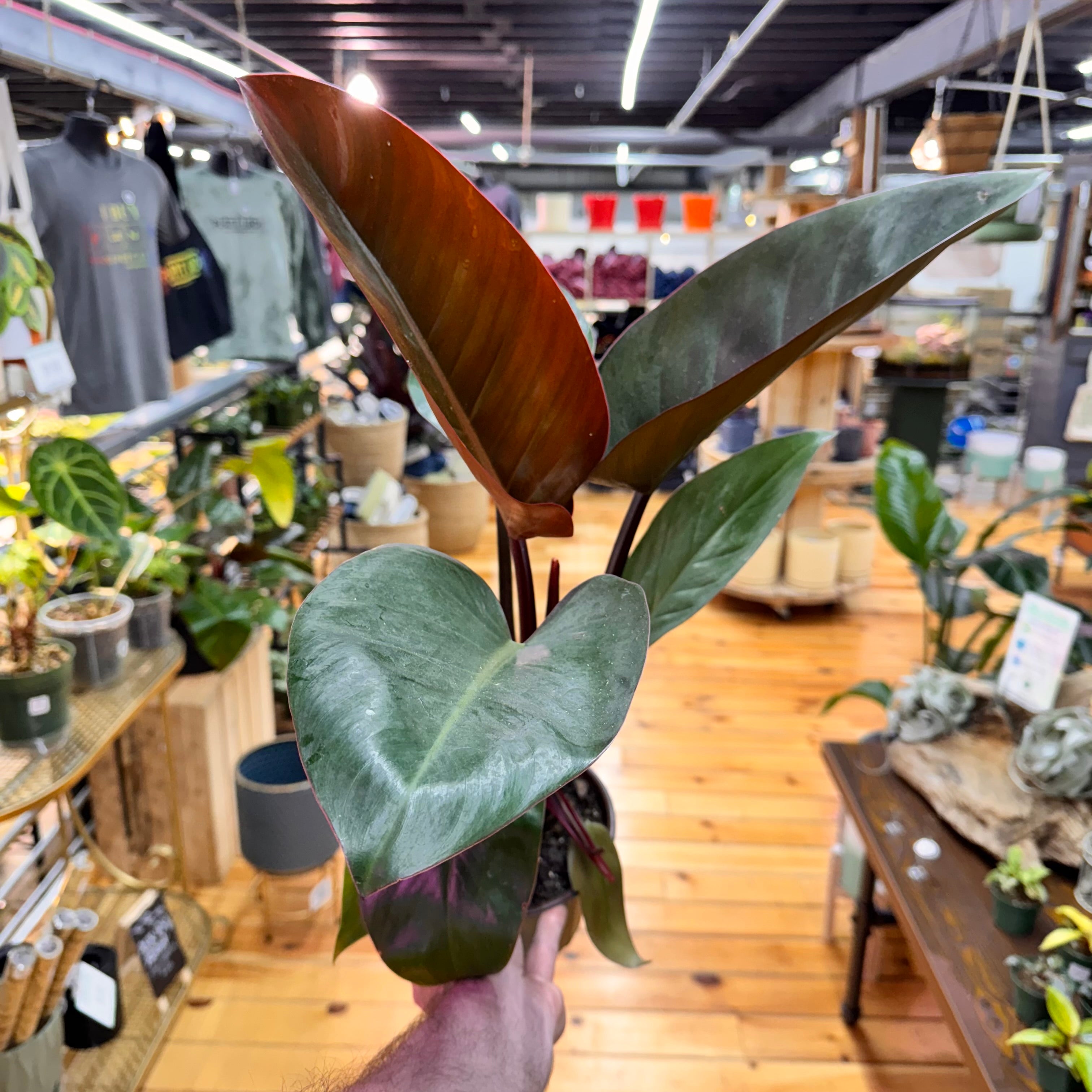 Philodendron Congo Rojo