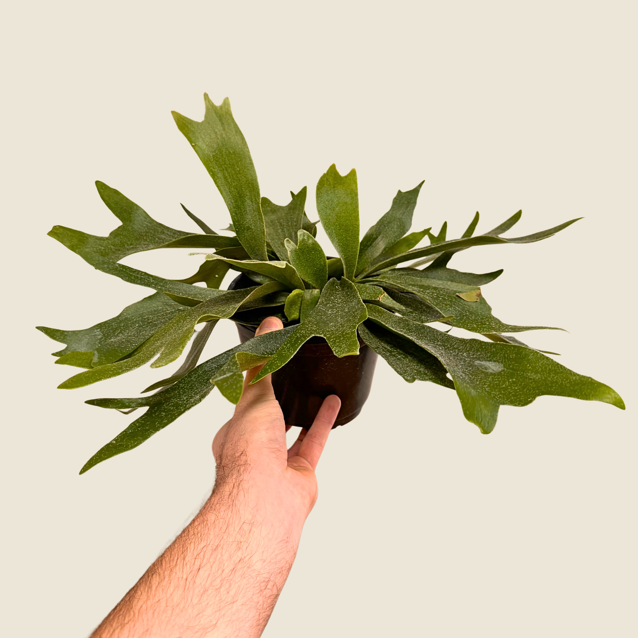 Fern Staghorn
