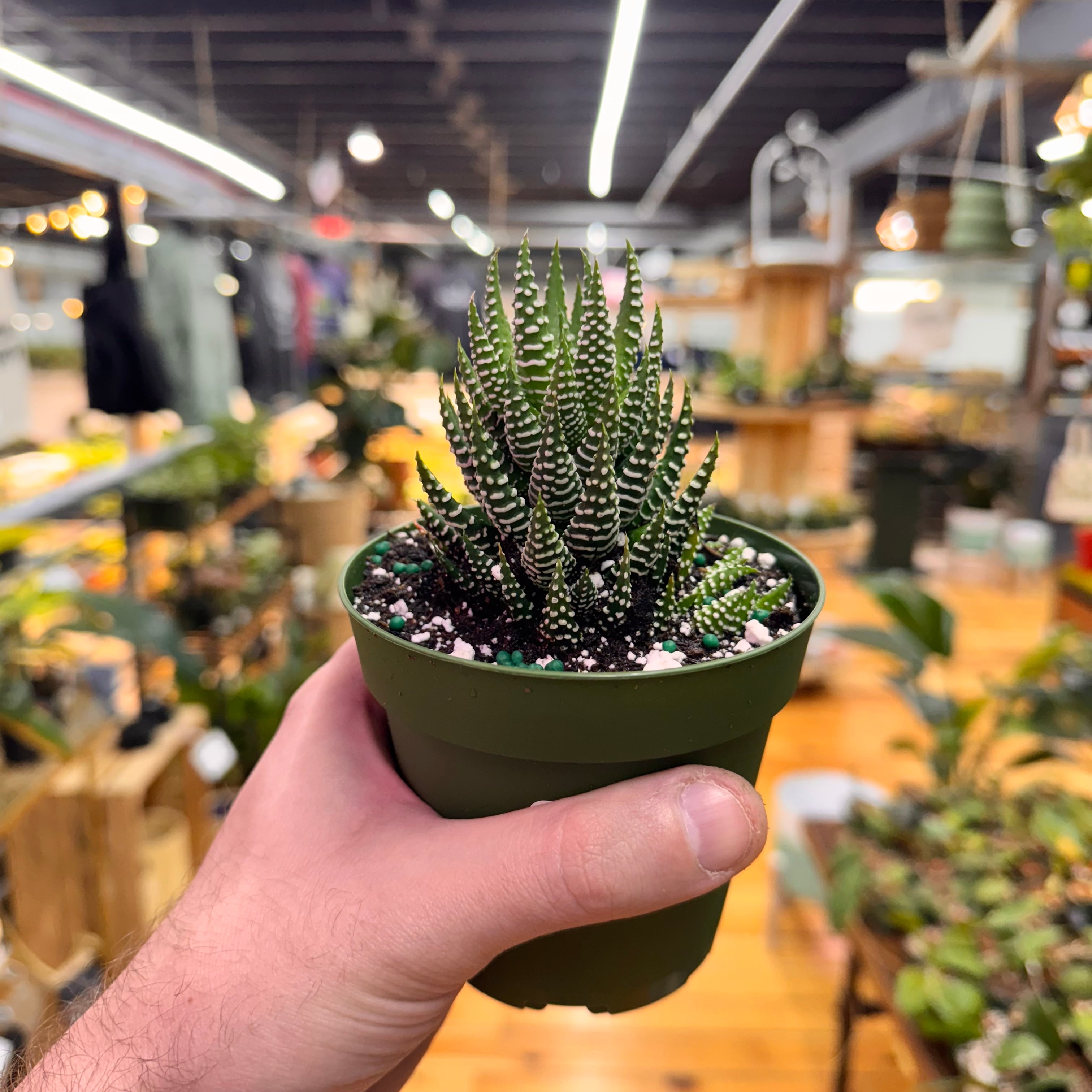 Haworthia Zebra Succulent