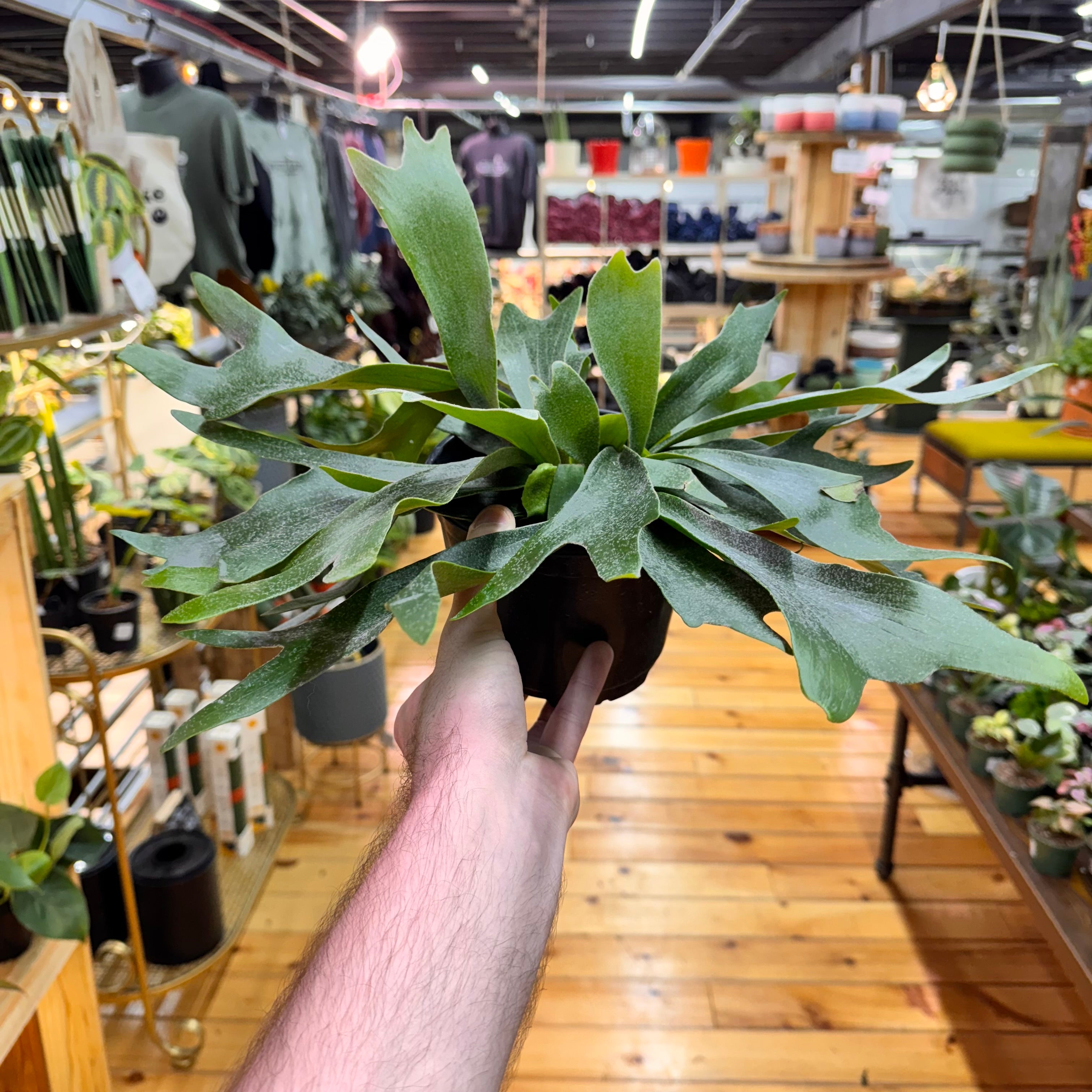 Fern Staghorn
