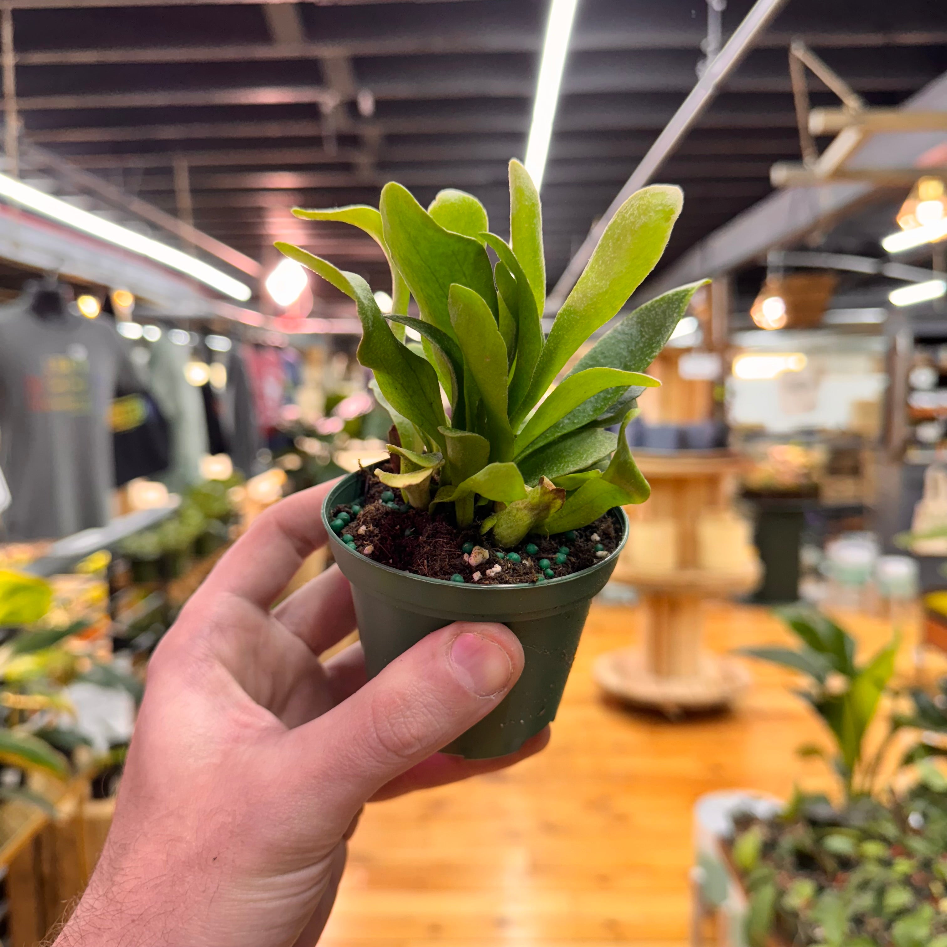 Fern Staghorn