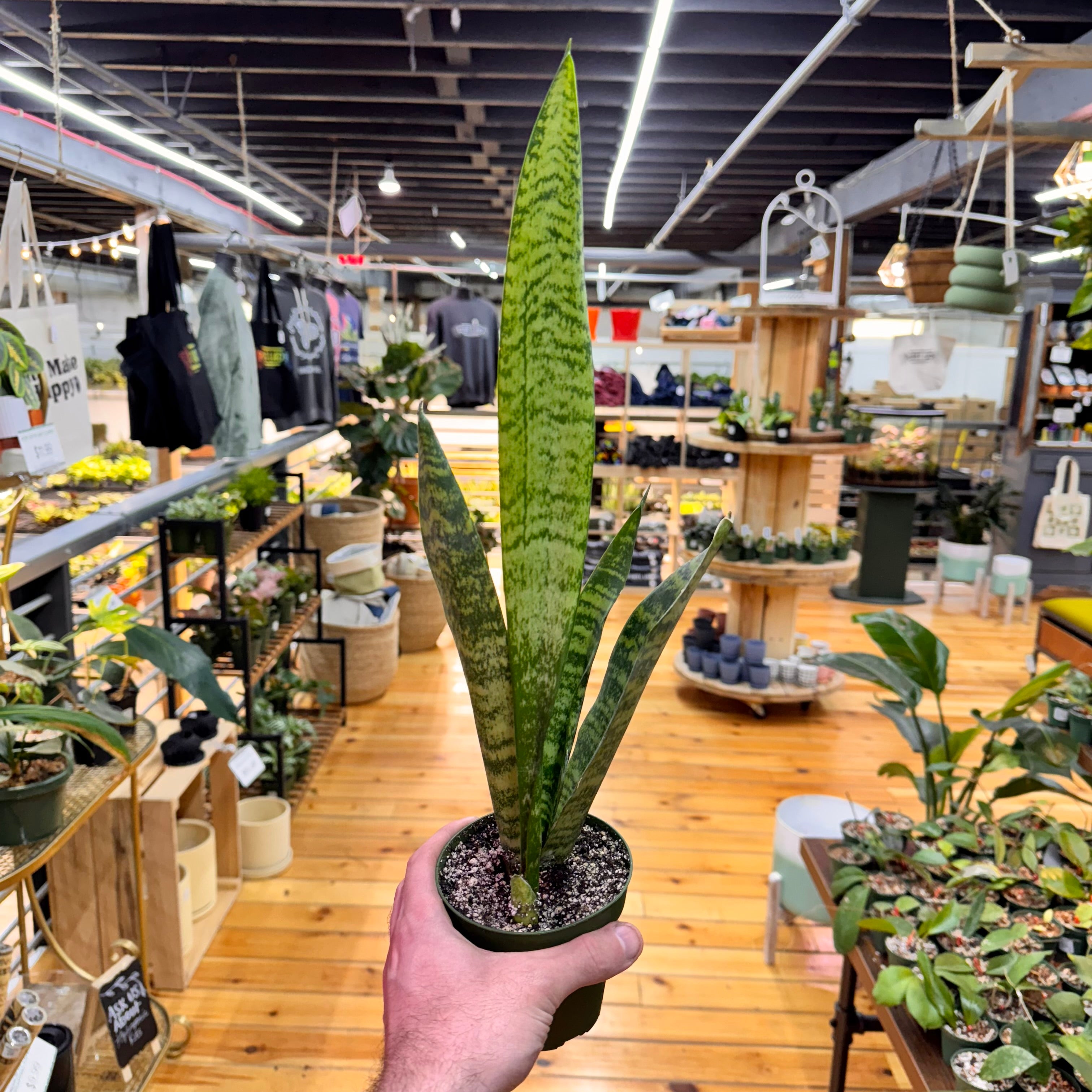 Sansevieria Zeylanica